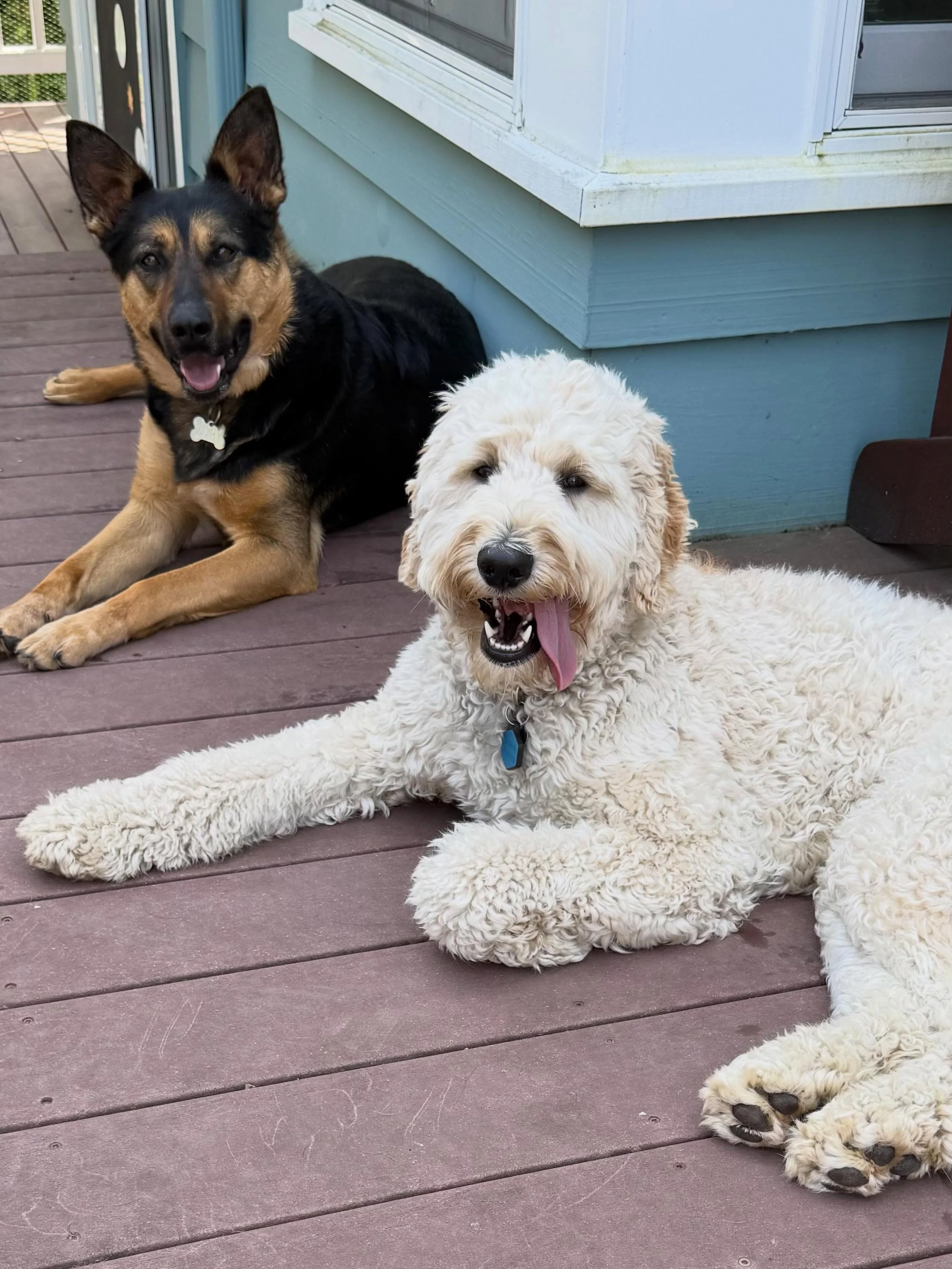 Here&rsquo;s Zoey (almost 1.5) and Daisy! These two became fast friends in assisting Zoey and her owner to adjust to life together amidst challenges with visitors, contractors and other dogs. She has done remarkably well with training and in a solid 