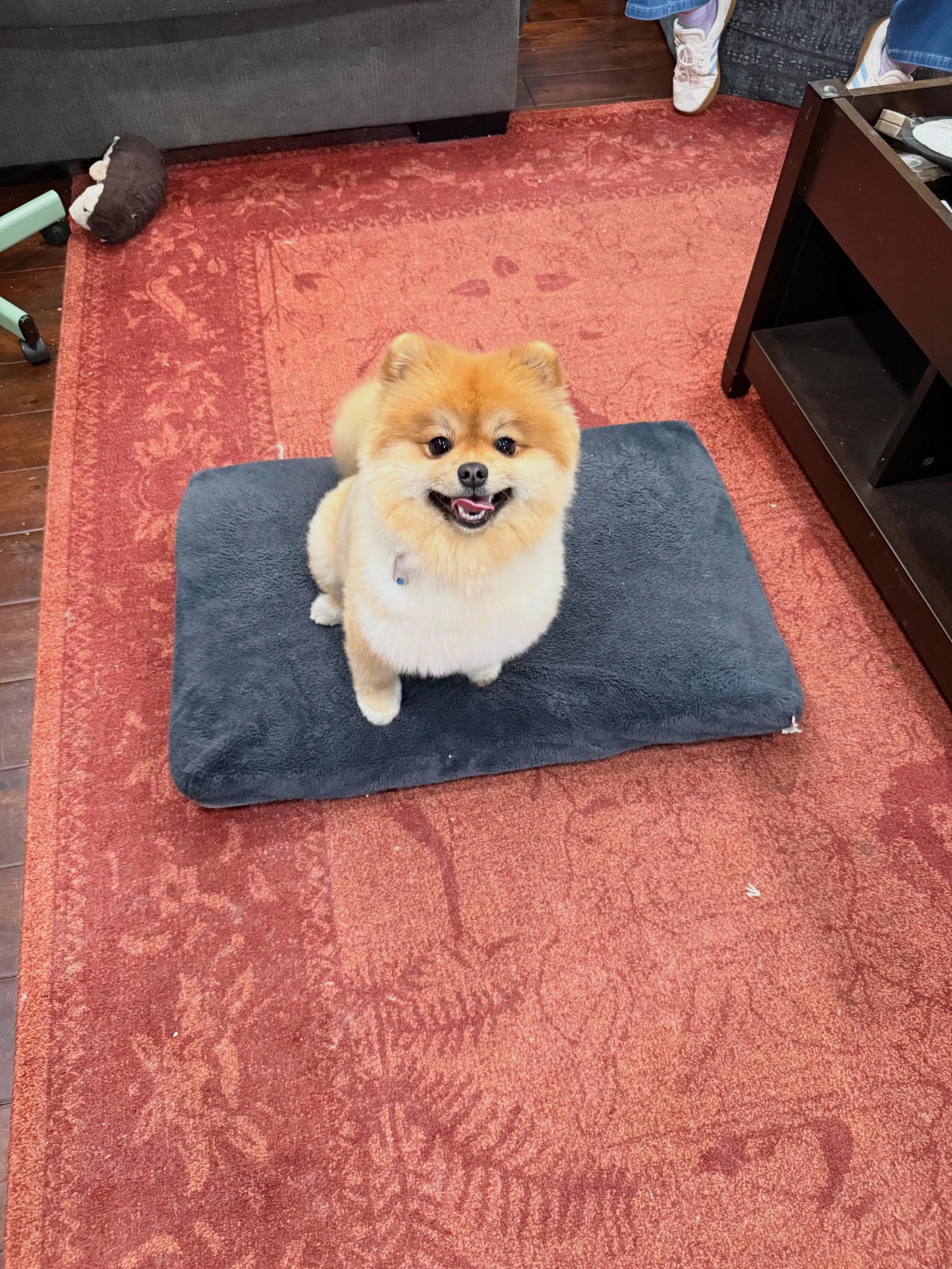 Here&rsquo;s Toby! A friendly 2 yr old Pomeranian and PSA companion who is excellent when working but exhibits some unwanted behaviors at home. Educated owners how to change their habits and offer more structure to his day when it comes to feeding, m