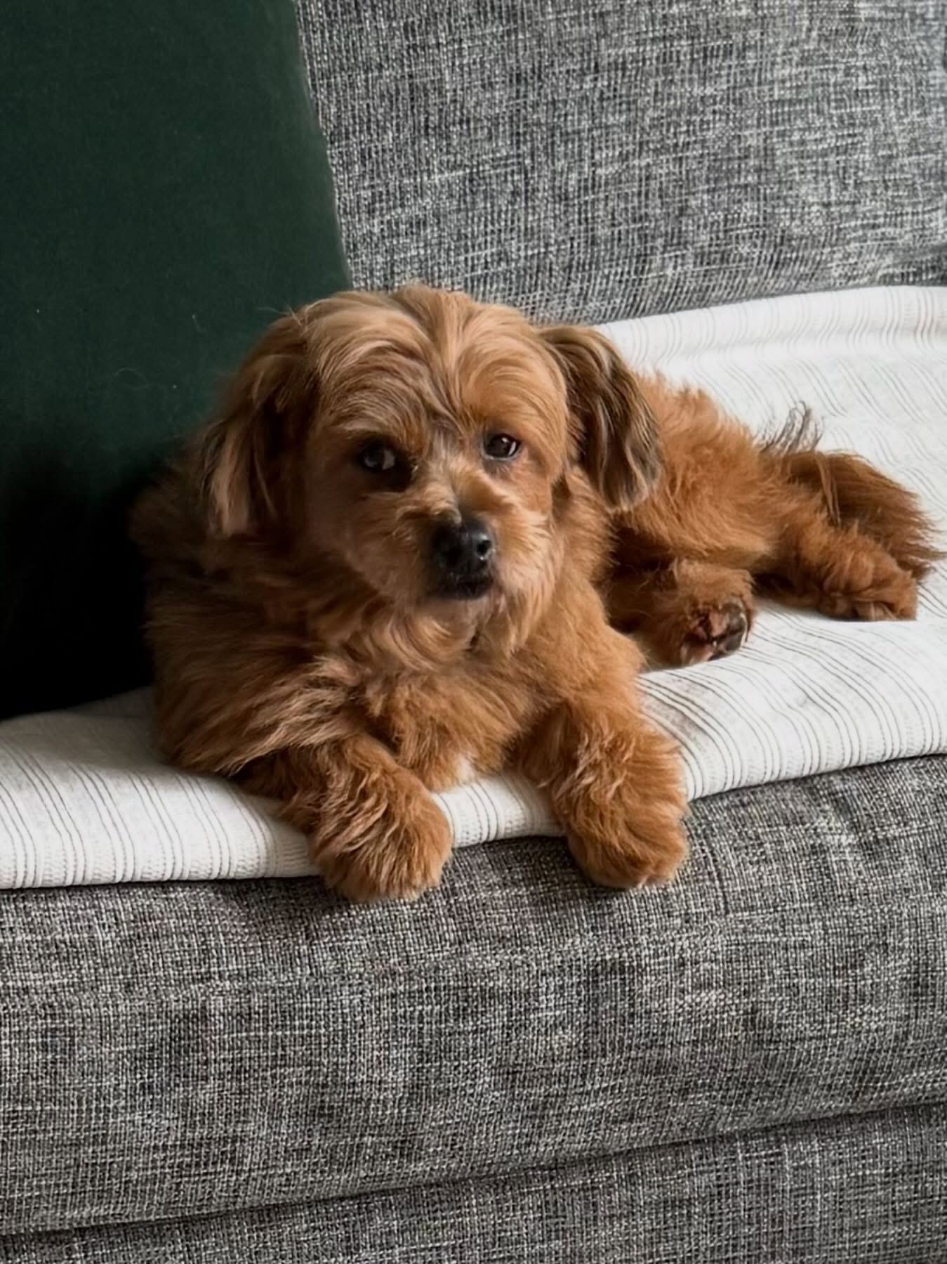 Here&rsquo;s Winston! A 19 mo old Chinese Village dog/Pomeranian/Toy Poodle mix who is new to his forever home for the past several weeks. Assisting owner on strategies to improve separation training, bedtime routines and creating new rituals to impr