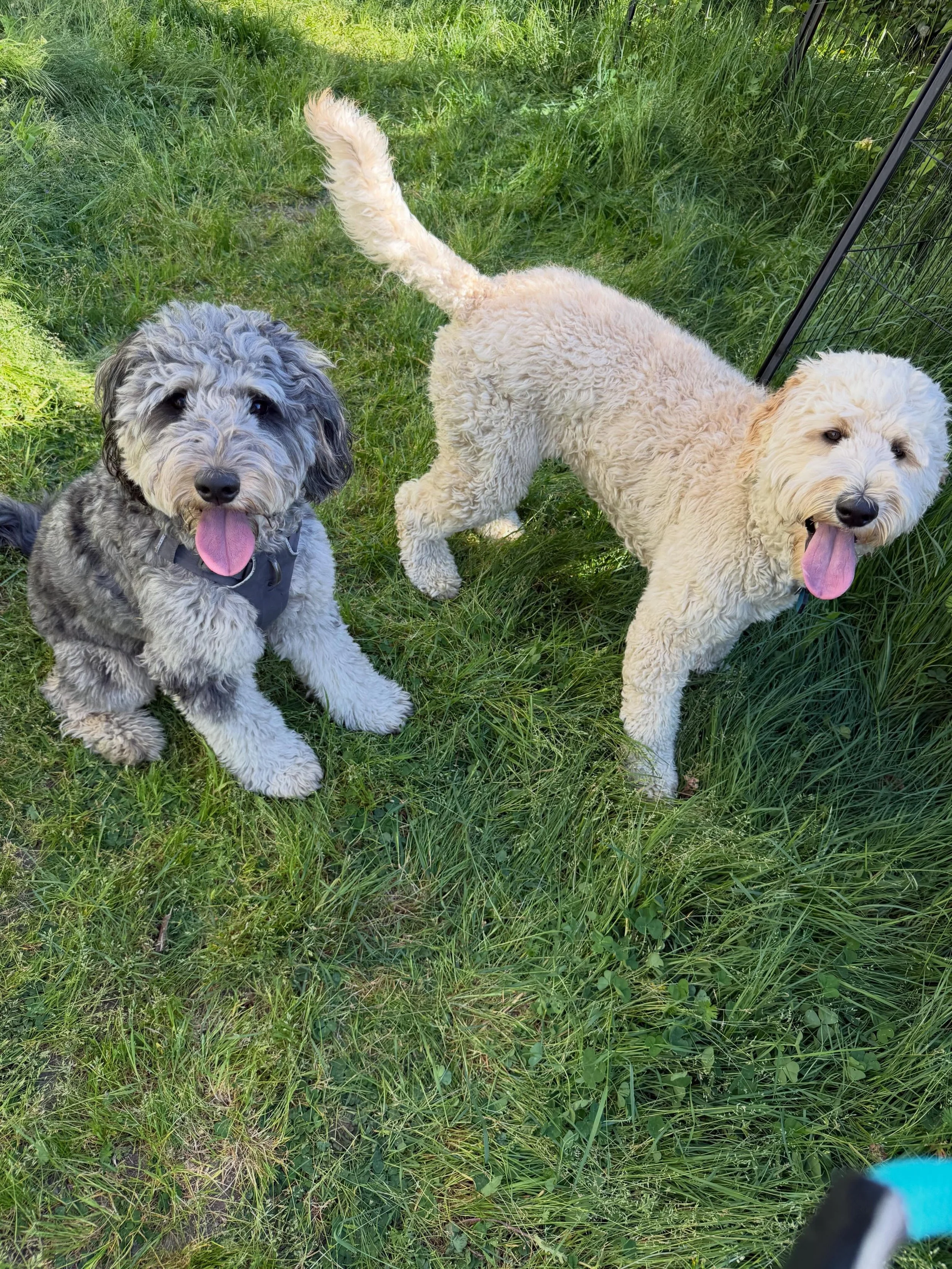 Here&rsquo;s Truffle (19 mo old Mini Golden Mountain Doodle) and Daisy! Educated owners how to better manage her alert barking, leash pulling, sleeping without attachment issues and working with other neighborhood dogs and her nemesis. These new stra