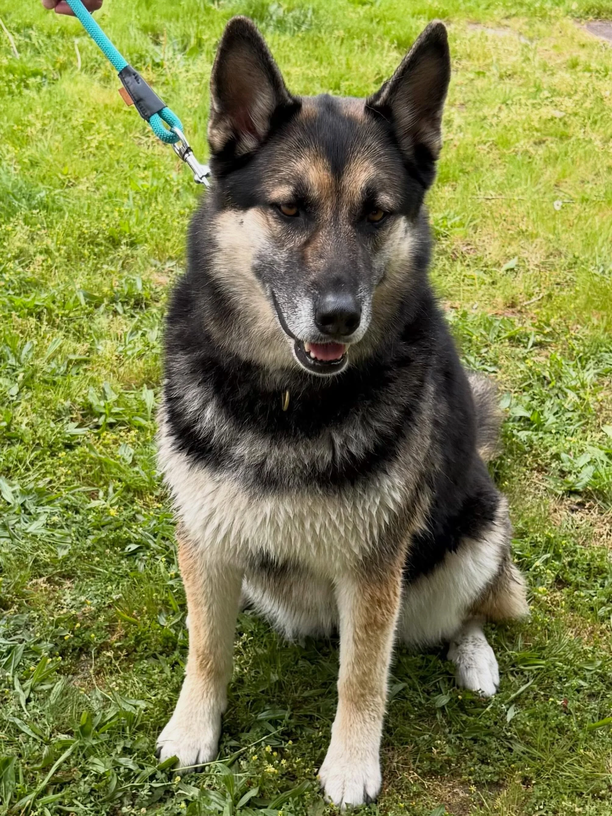Here&rsquo;s Wolfie! A 6 yr Husky/Shepherd/Malinois mix who reacts on leash to other people and dogs and possesses unpredictable behavior causing concern for safety and management. Educated owner of how to keep her safe, create opportunities for to w