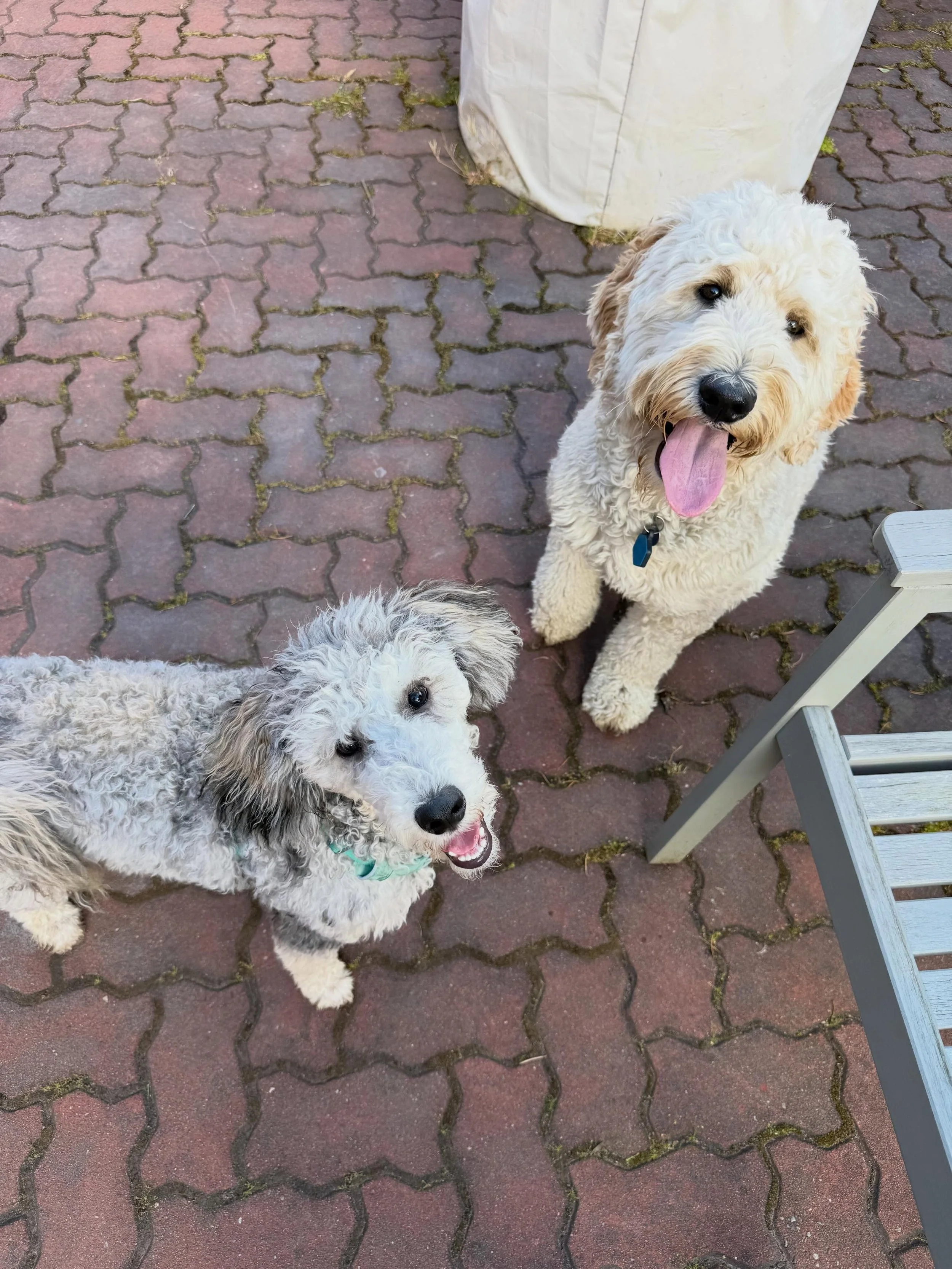 Here&rsquo;s Ziggy (5 mo old Moyen Poodle) and Daisy! Ziggy learning more skills to manage his stealing tendencies, counter surfing, leash pulling/arousal and additional socialization by visiting an off leash park with supervision. Ziggy is an amazin