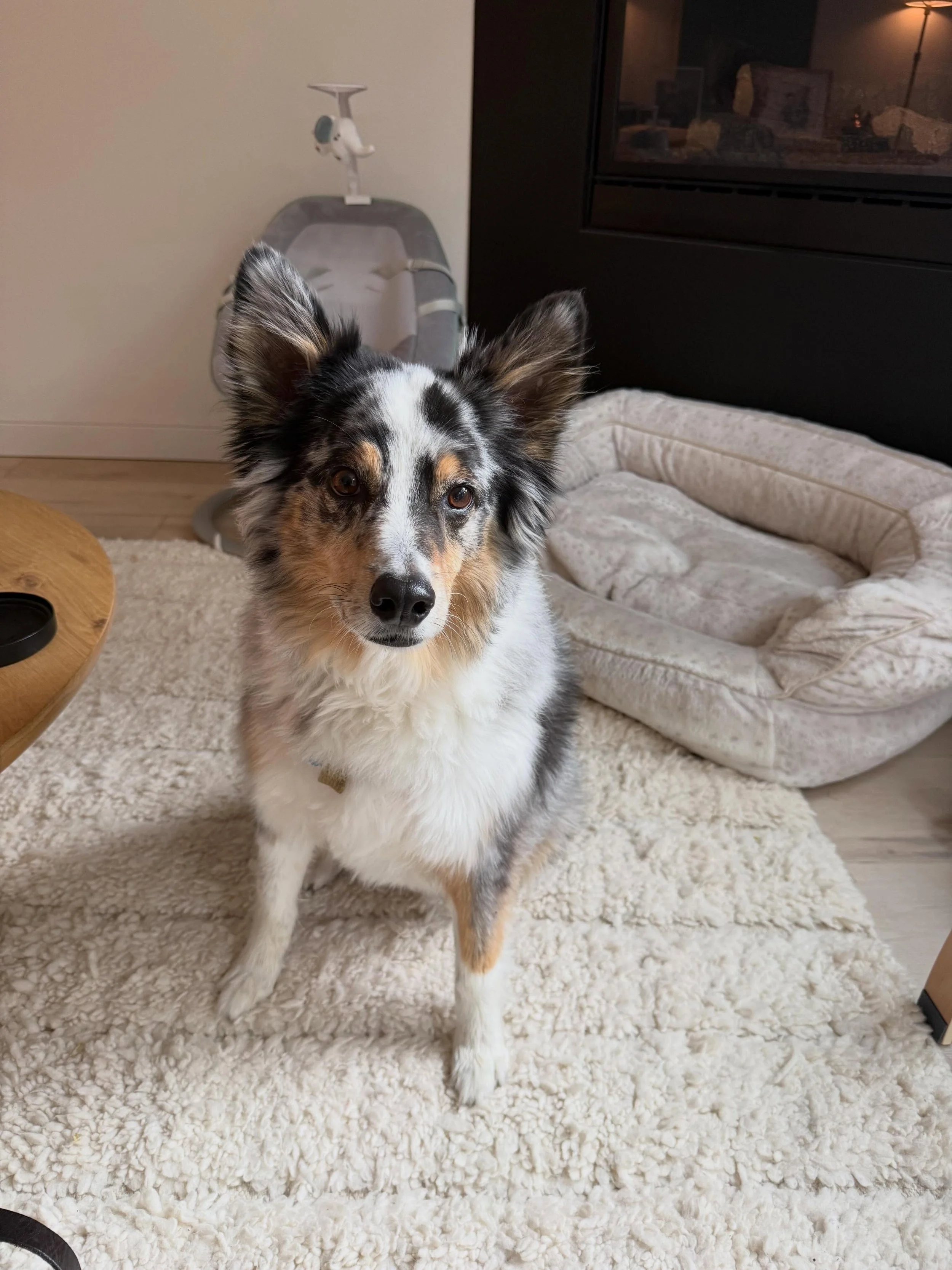 Here&rsquo;s Nini! A 9.5 yr old Australian Shepherd who has increasing anxiety to fireworks and random sounds but has been escalating to things like the laundry basket and kitchen fan since the arrival of a newborn baby. Educated owners of ways to su