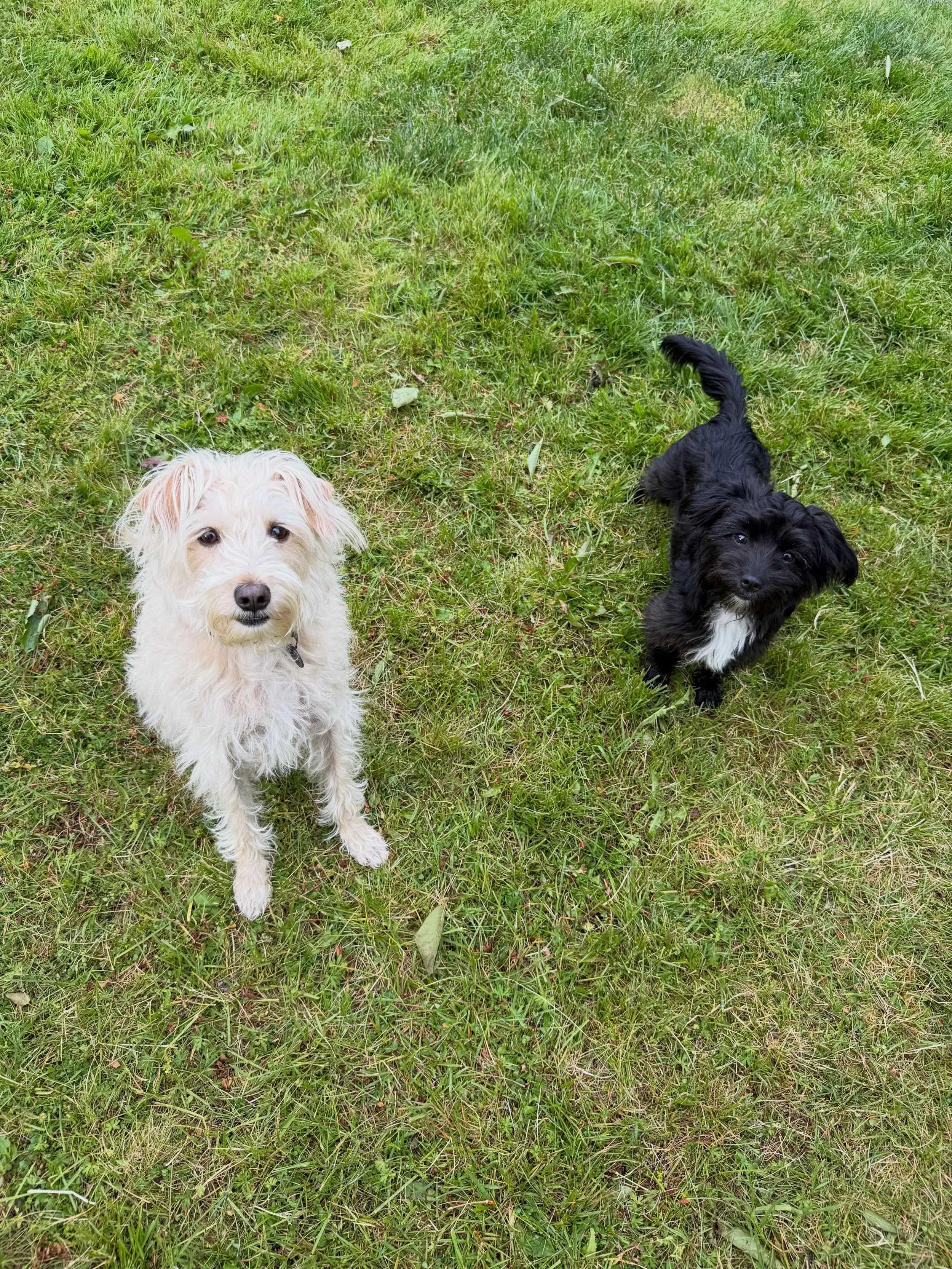 Here&rsquo;s Chowder (2 yr+ Terrier/Chihuahua) and Pepper (6 month old Terrier mix)! Pepper is new for just a few weeks and is a confidently tempered pup as the family learns how to give her enough stimulation while teaching boundaries, impulse contr