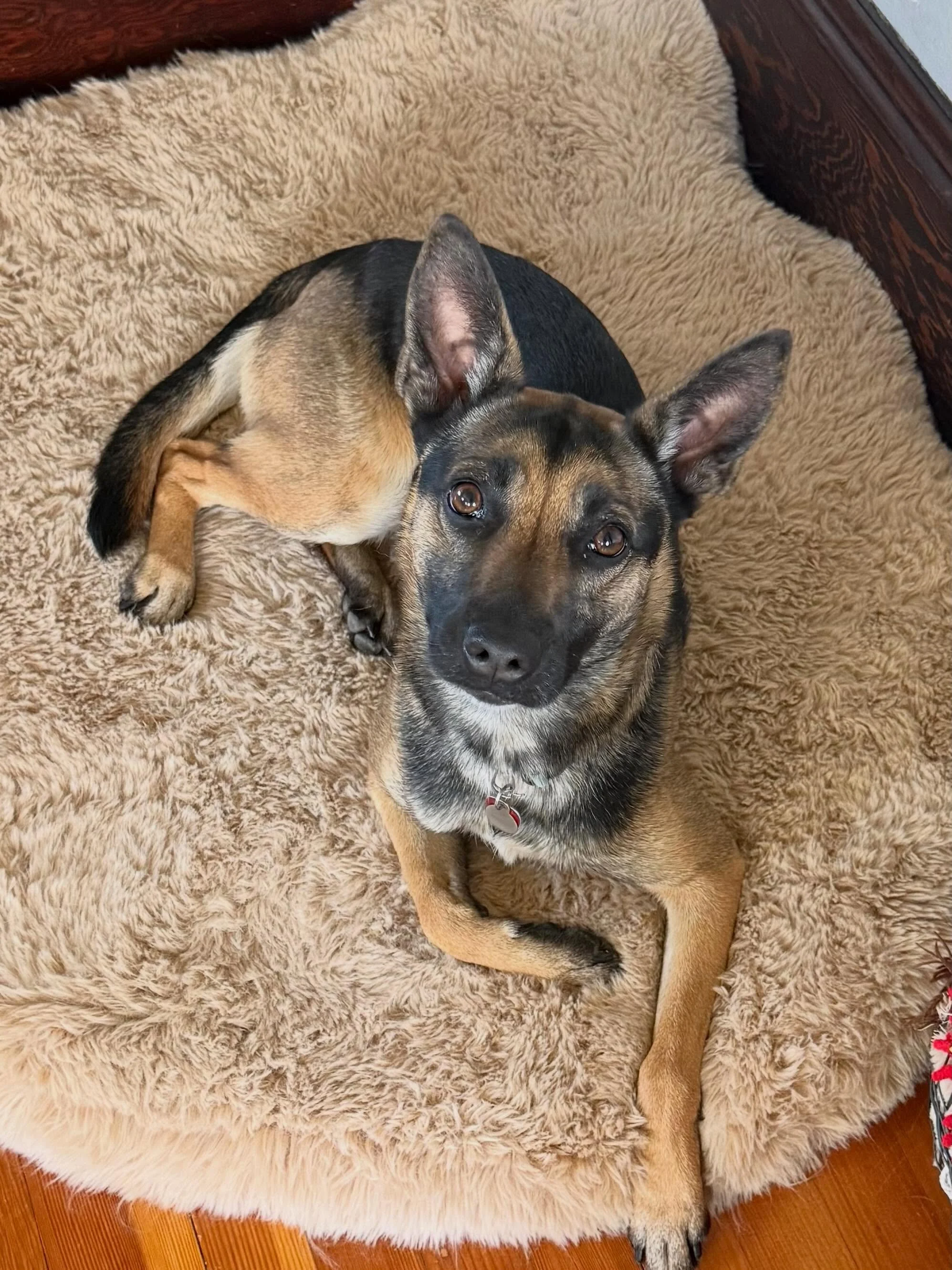 Here is Kaia (2 yr old Belgian Malinois/Australian Cattle Dog mix) and Max (8yr old Pitbull mix)! Educated owners of fundamental leadership skills and communication to build a stronger connection to Kaia to assist in her reactions to other dogs, peop