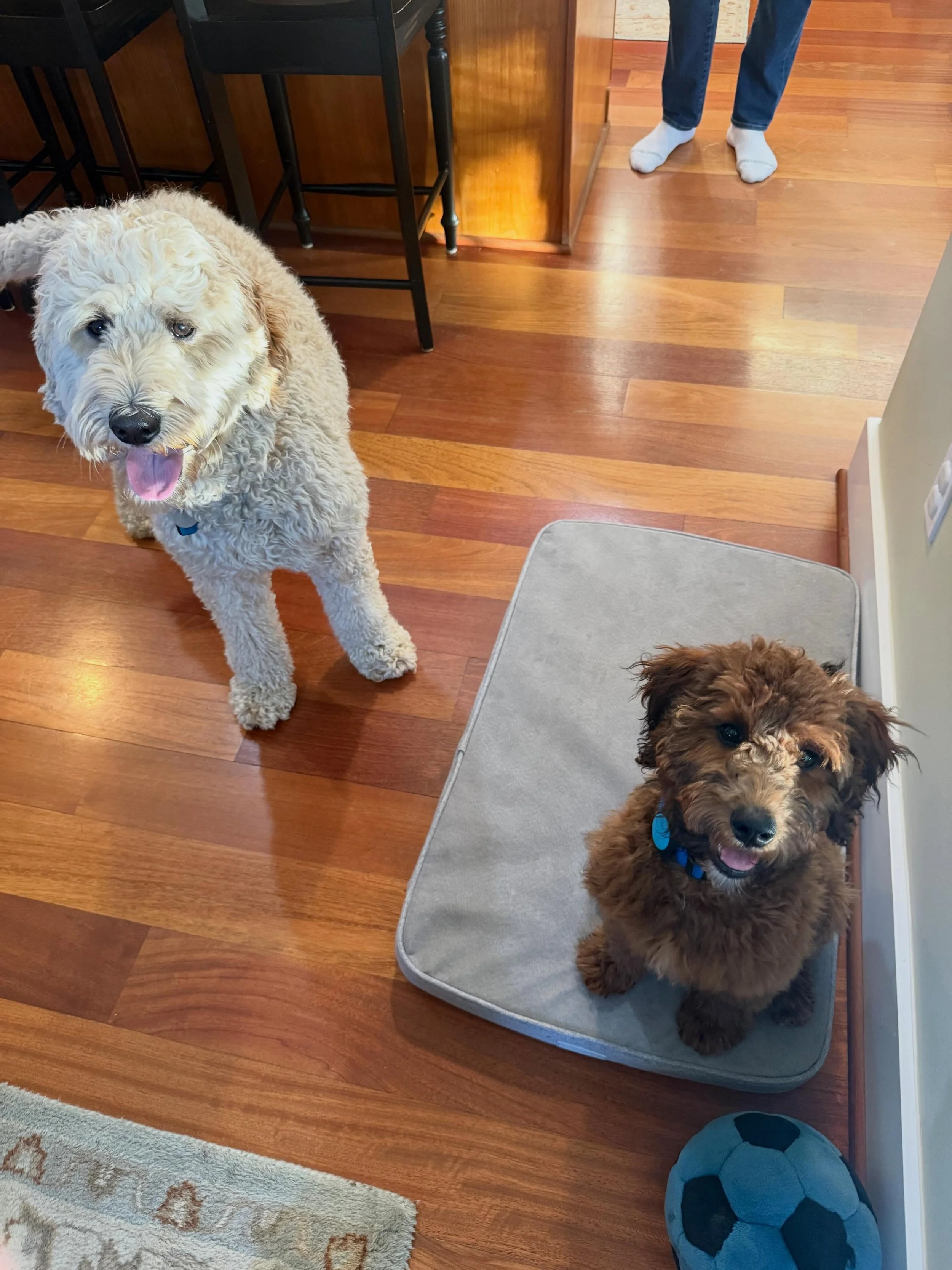 Here&rsquo;s Daisy and Taj! Taj is a 17 week old Whoodle and learning skills of separation training, crate training and introduction and play with other dogs. He is a very calm and gentle puppy who is beginning to expand his basic knowledge as the fa