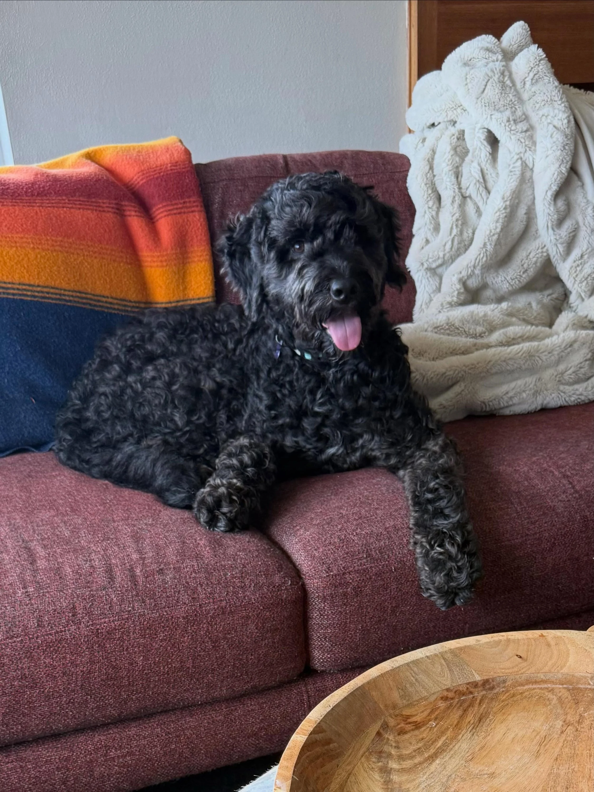 Here&rsquo;s Frankie! She is a 2 yr old Labradoodle rescue who is doing well for the first 3 months but is unsure and hesitant towards the husband when he is standing and approaching her. She has no reactions to the wife and children and finds safety