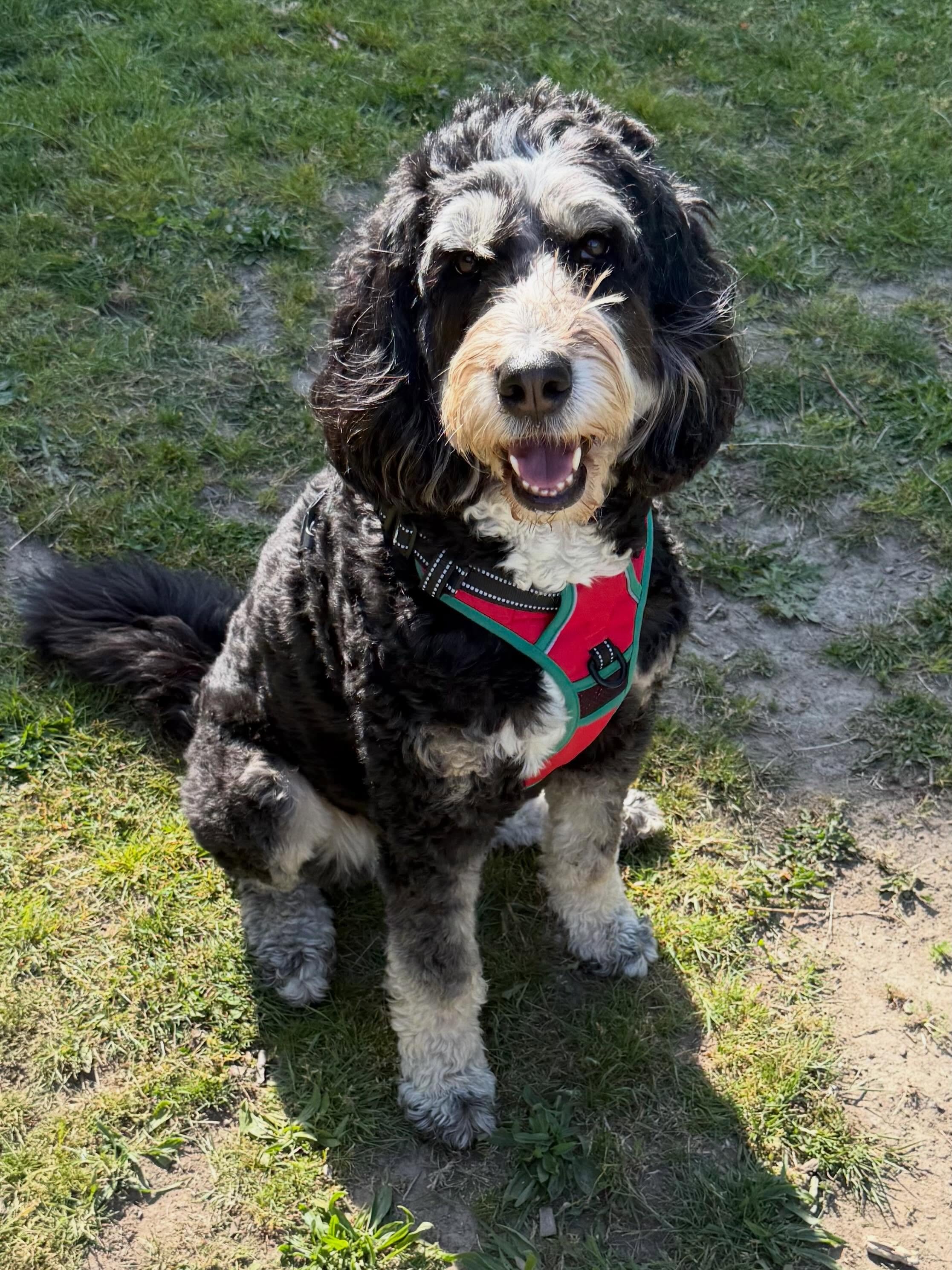Here&rsquo;s Rumi! A 6 yr old Bernadoodle who I have been training since she was just a young puppy. Spending time getting to know and play with her neighborhood crew gives her lots of socialization and time around new people. She was always challeng