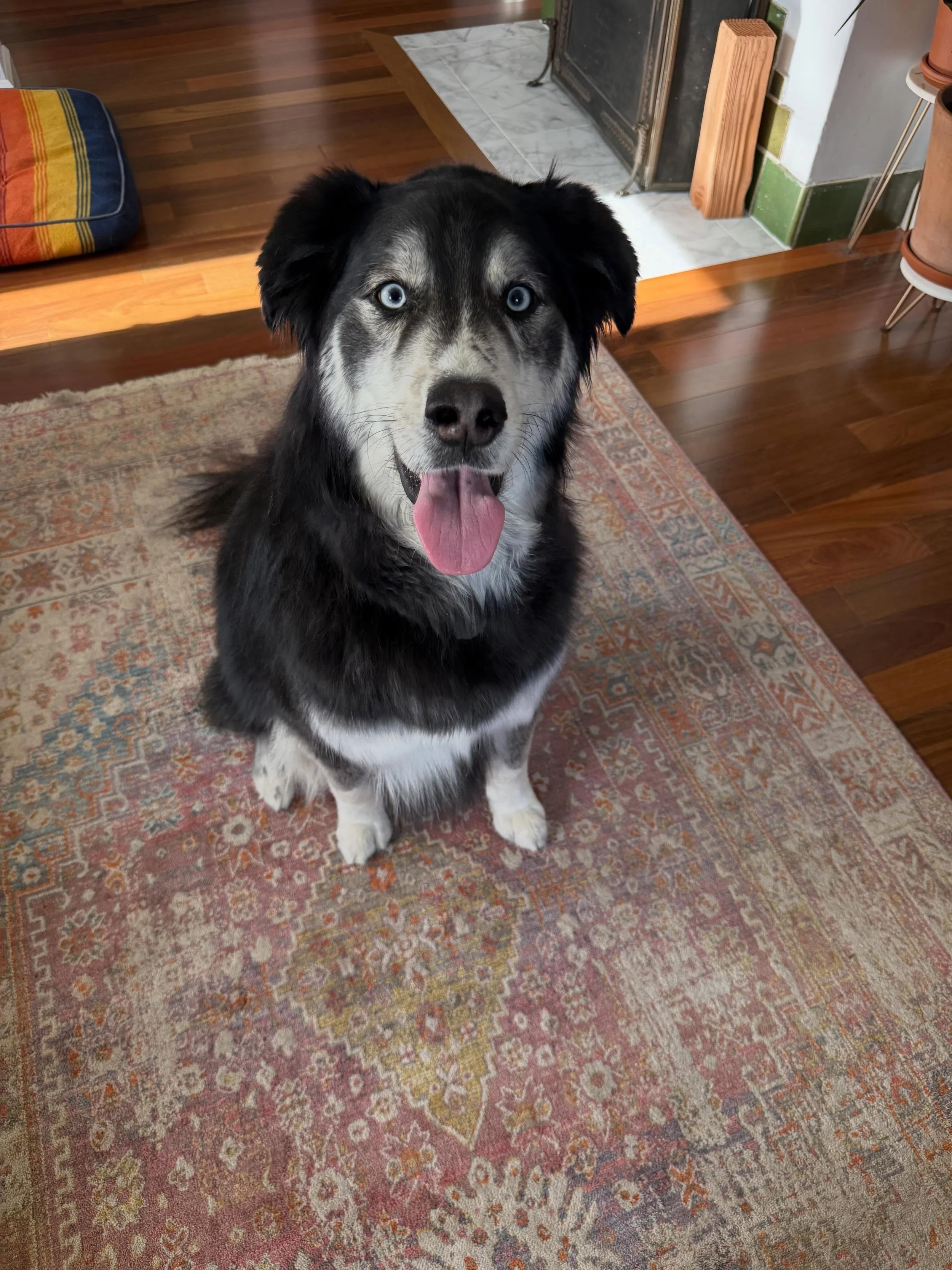 Here&rsquo;s Orbit (3 yr Husky/Retriever mix) and Berlin (11yr Pit mix)! Educating owners on how best to manage Orbit&rsquo;s arousal that leads to jumping, mugging and constant pulling on the leash. Helping owners change their approach to connect to