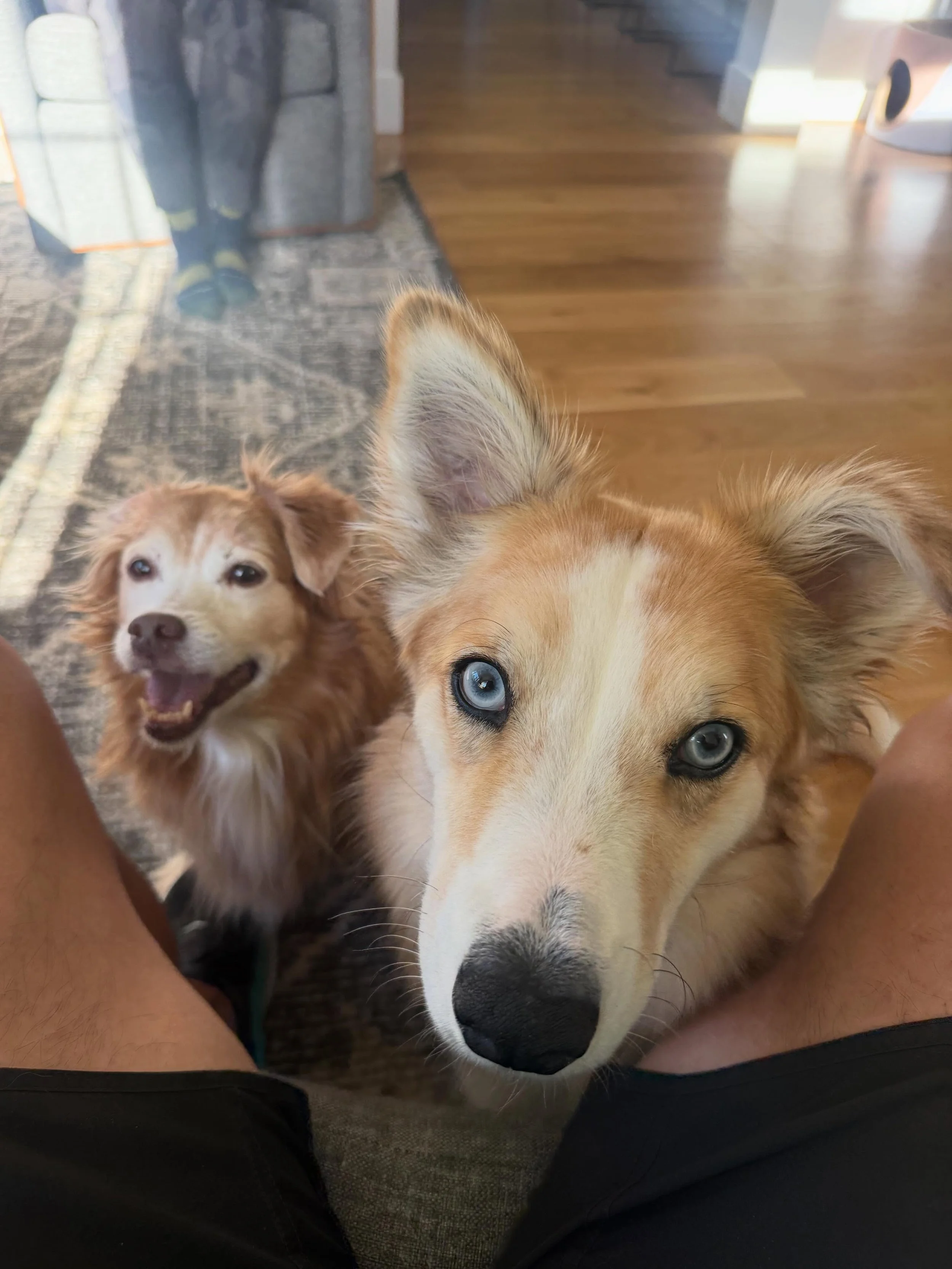 Here&rsquo;s Finn and Bowie!! Bowie is a nearly 2 year Corgi/Aussie mix who has recently become more reactive on leash and educating owner how to shift her focus and energy to providing clear direction and work for him to reduce his vigilance and sim