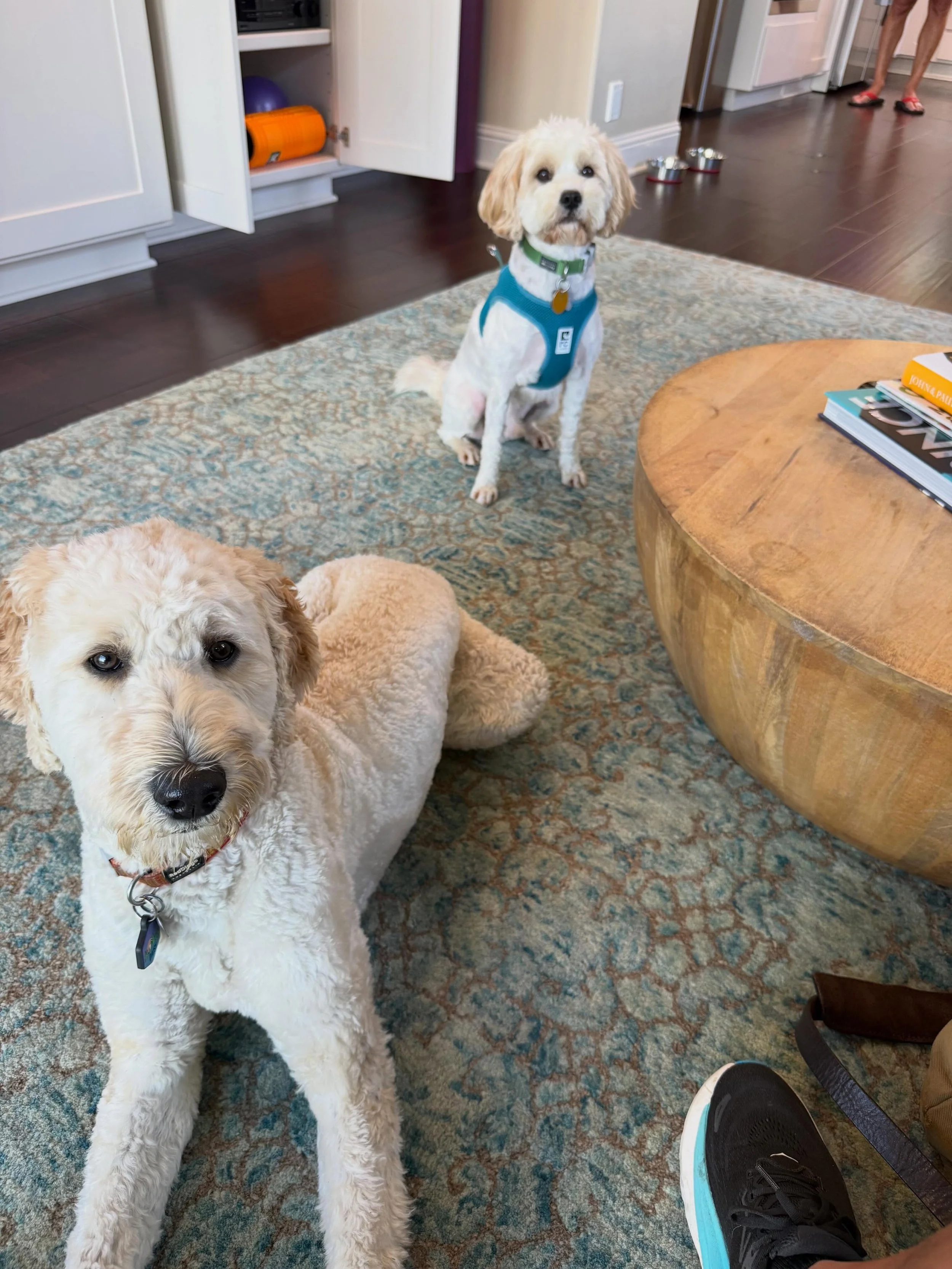 Here&rsquo;s Daisy and Babka! Babka is a 3 yr old Cavapoo who pulls hard on his leash and whines when seeing other dogs. Educated owners on leash management skills and proper introductions to make new friends and strengthen their understanding and co