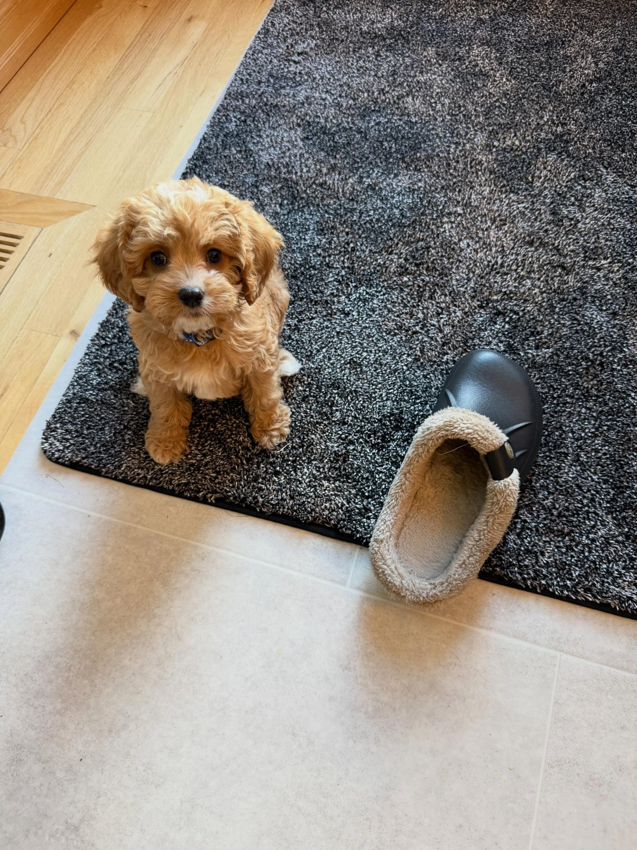 Here&rsquo;s Benji! An 8 week old Cavapoo who is new to a first time dog family as I helped them how to organize and structure his life and early potty, crate and pen training effectively. Family feeling more prepared and aligned now to best understa
