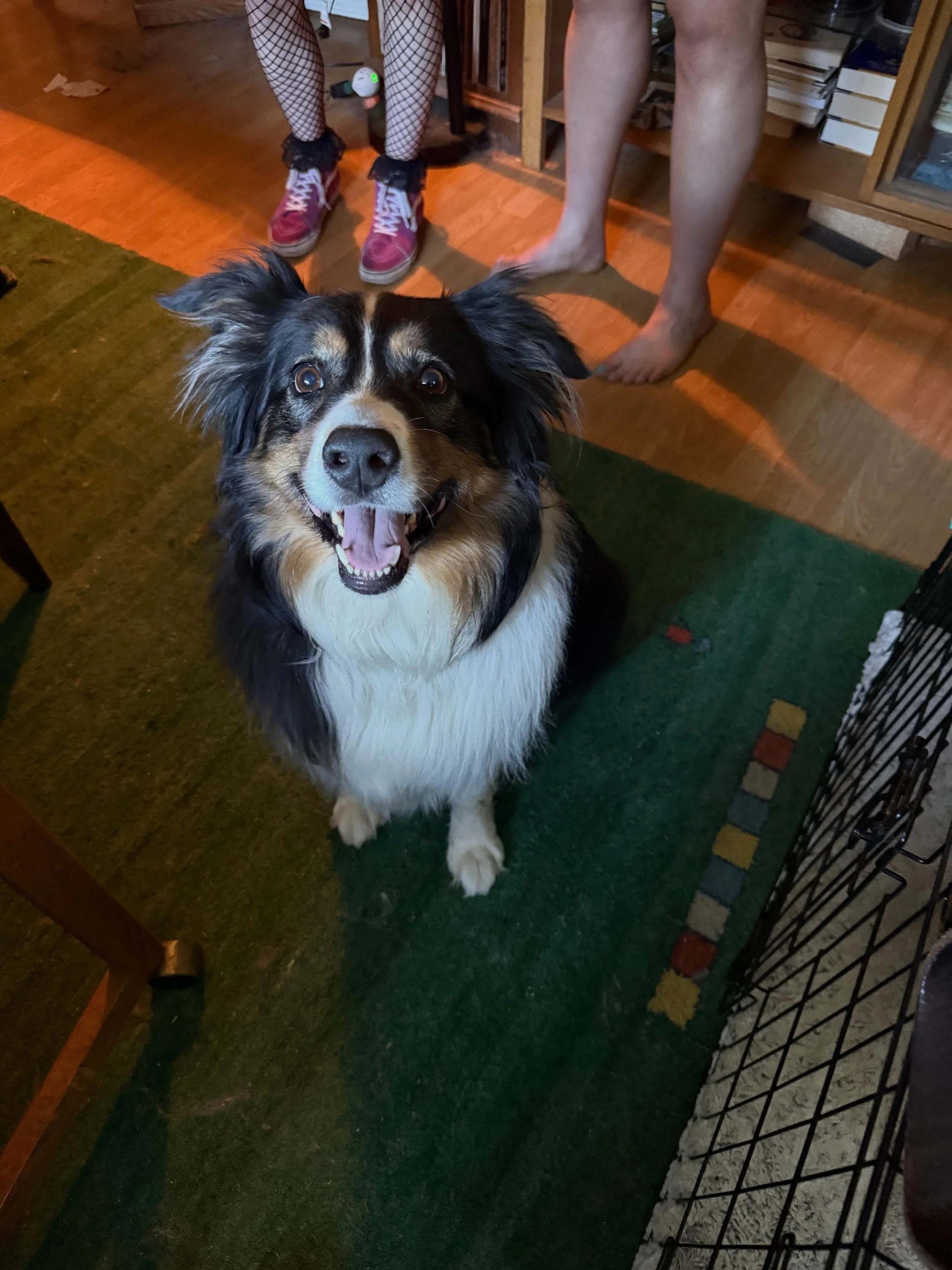 Here&rsquo;s Farley! A 7 yr old Aussie Shepherd who gets overstimulated and hyper when guests come to the house or food is present. Educated owners how to manage his arousal and model effective teaching exercises to ask him to work and comply with bo