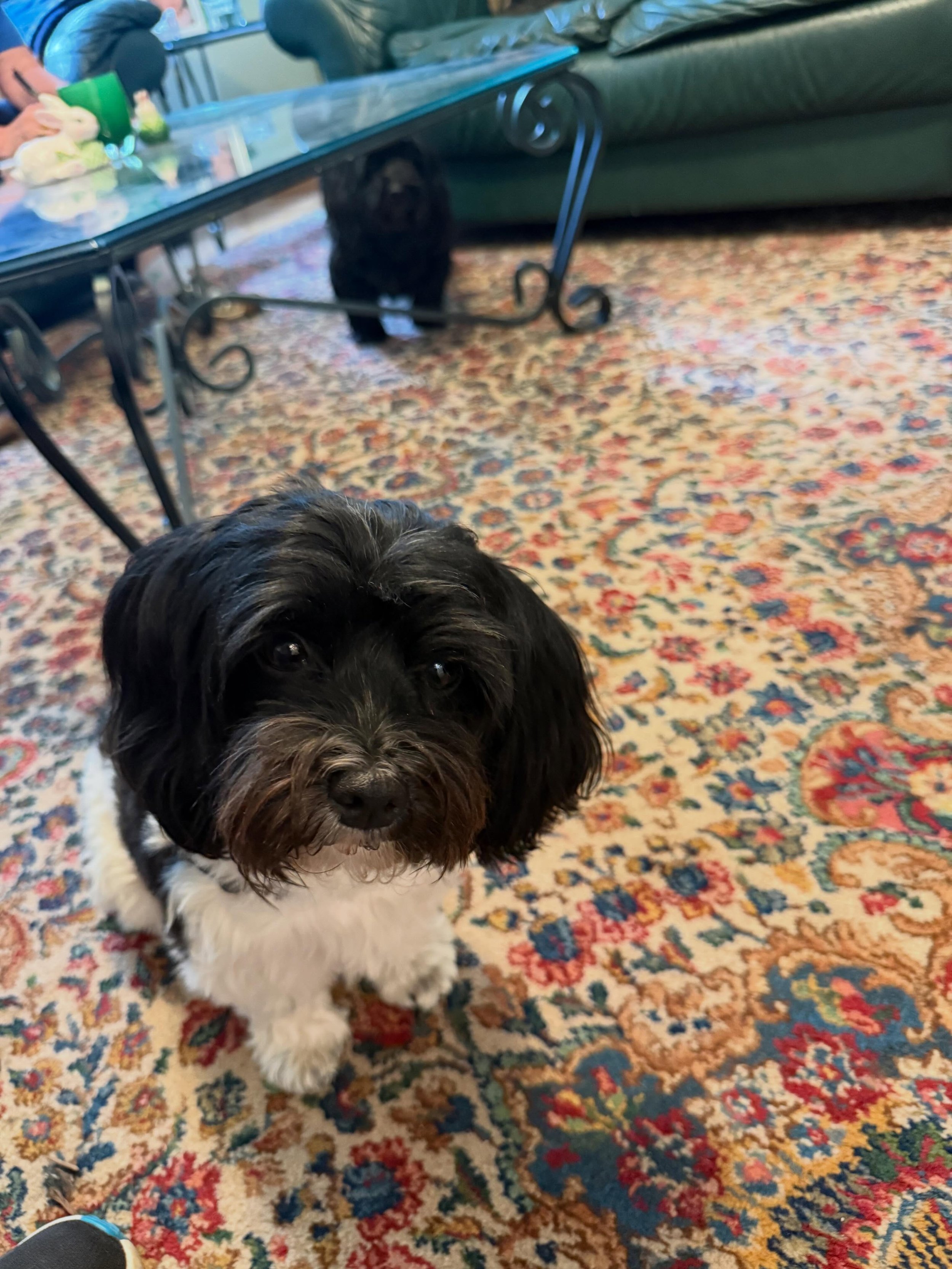 Here&rsquo;s Lucy (2) and Charlie (7.5)! They are both Havanese and have leash reactivity towards other leashed dogs and are totally fine off leash. Both of the dogs also react strongly inside the car to other random stimuli, making driving challengi
