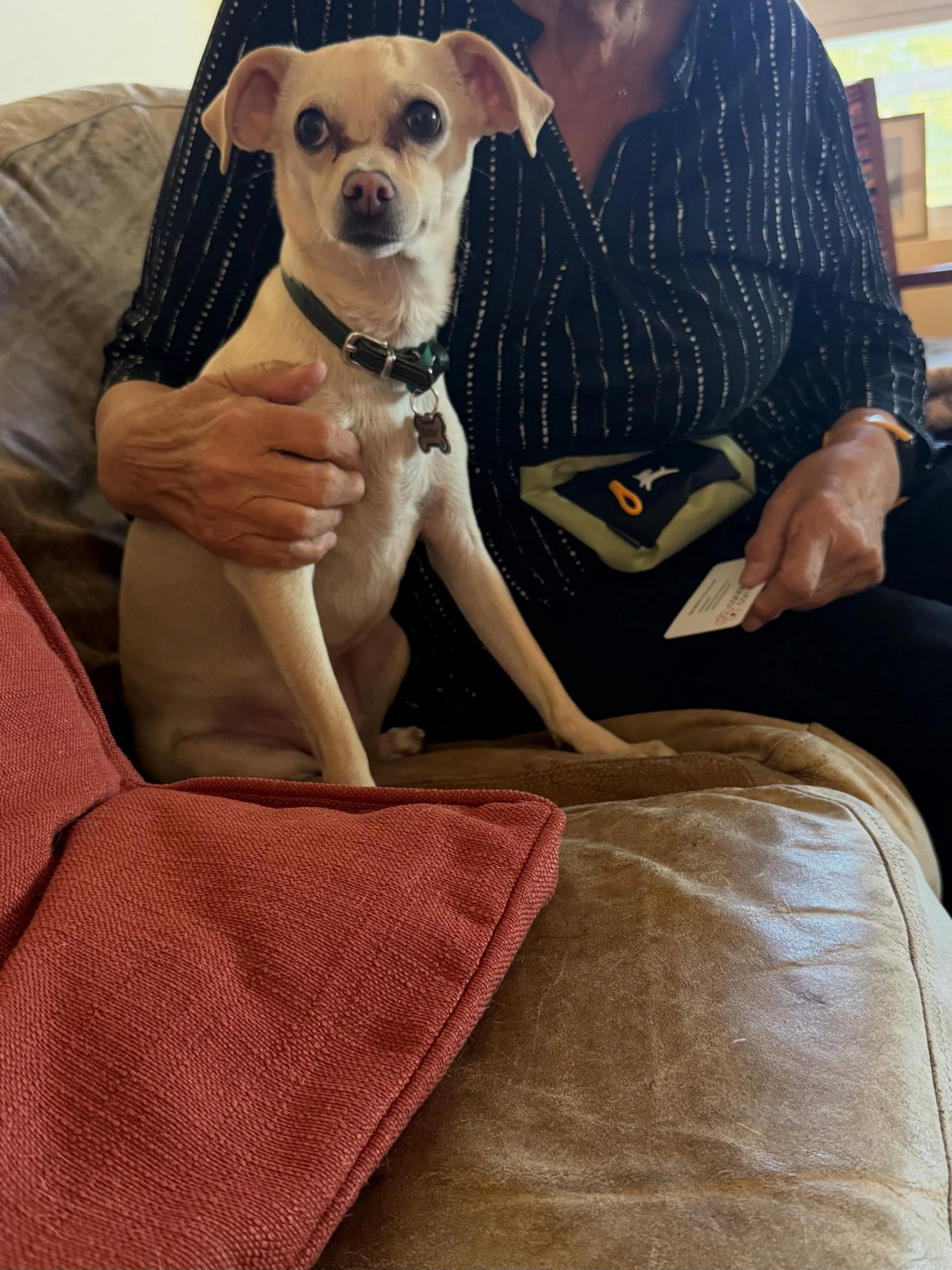 Here&rsquo;s Butter! A nervous 2 yr old Chihuahua/Whippet mix who is triggered by random noises, dogs and things out of her control. Helped new owner understand how to best support her, reduce her stress and manage greetings and short separation appr