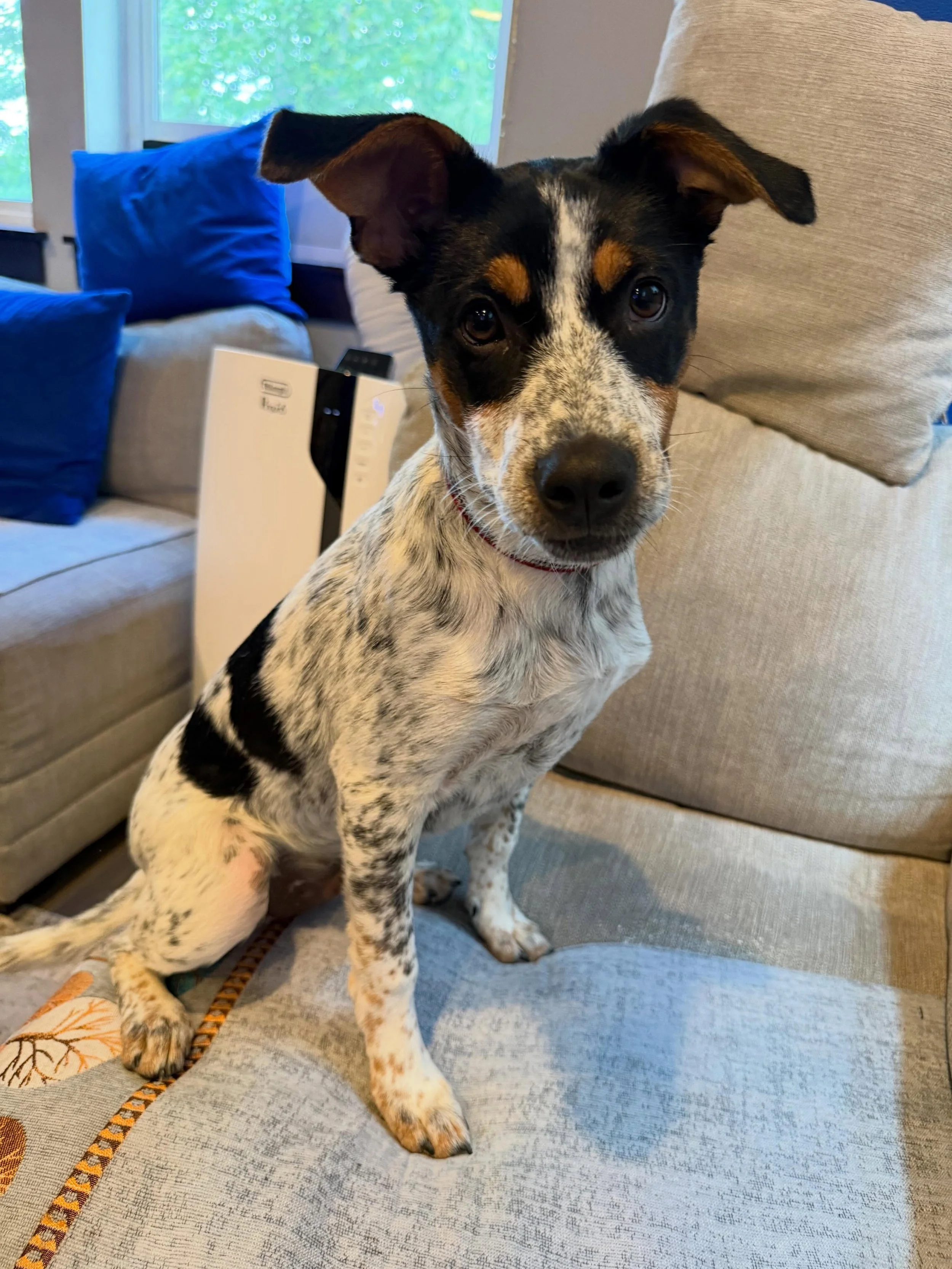 Here&rsquo;s Dash! A 5 mo old Cattle Dog mix who is learning how to feel more comfortable in his new home after being in multiple foster homes. Educated owners how to best introduce him to crate training, separation training and new leash walking exe