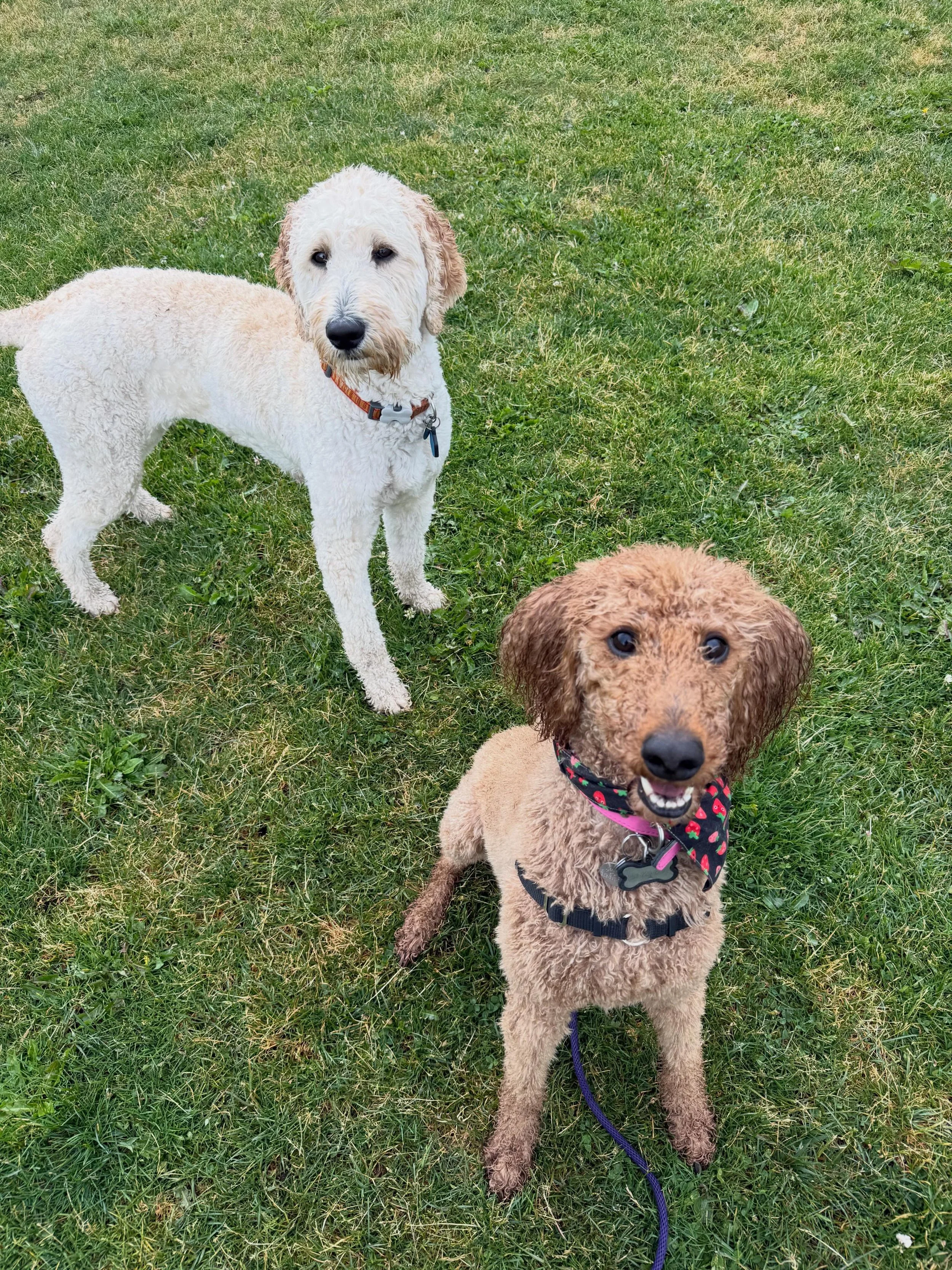 Here&rsquo;s Daisy and Pumpkin! Pumpkin is a 5 yr old Standard Poodle who is reactive to other dogs and men and teaching owner how to help her feel more secure by working in environments that support her. We spent time in a large field to work on the