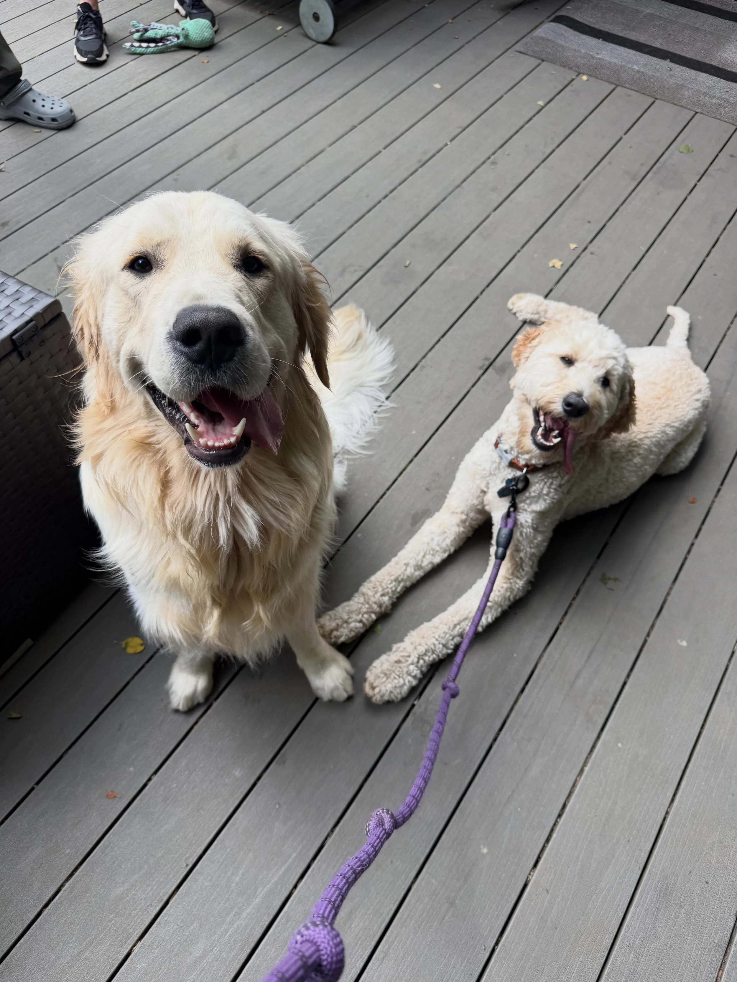 Here&rsquo;s Milo (16 months) and Daisy! Milo the Golden Retriever has brought much joy and challenges to his family over the past 10 months but is now at a great point in his life! Owners are seeing the returns from solid training and meeting his ne