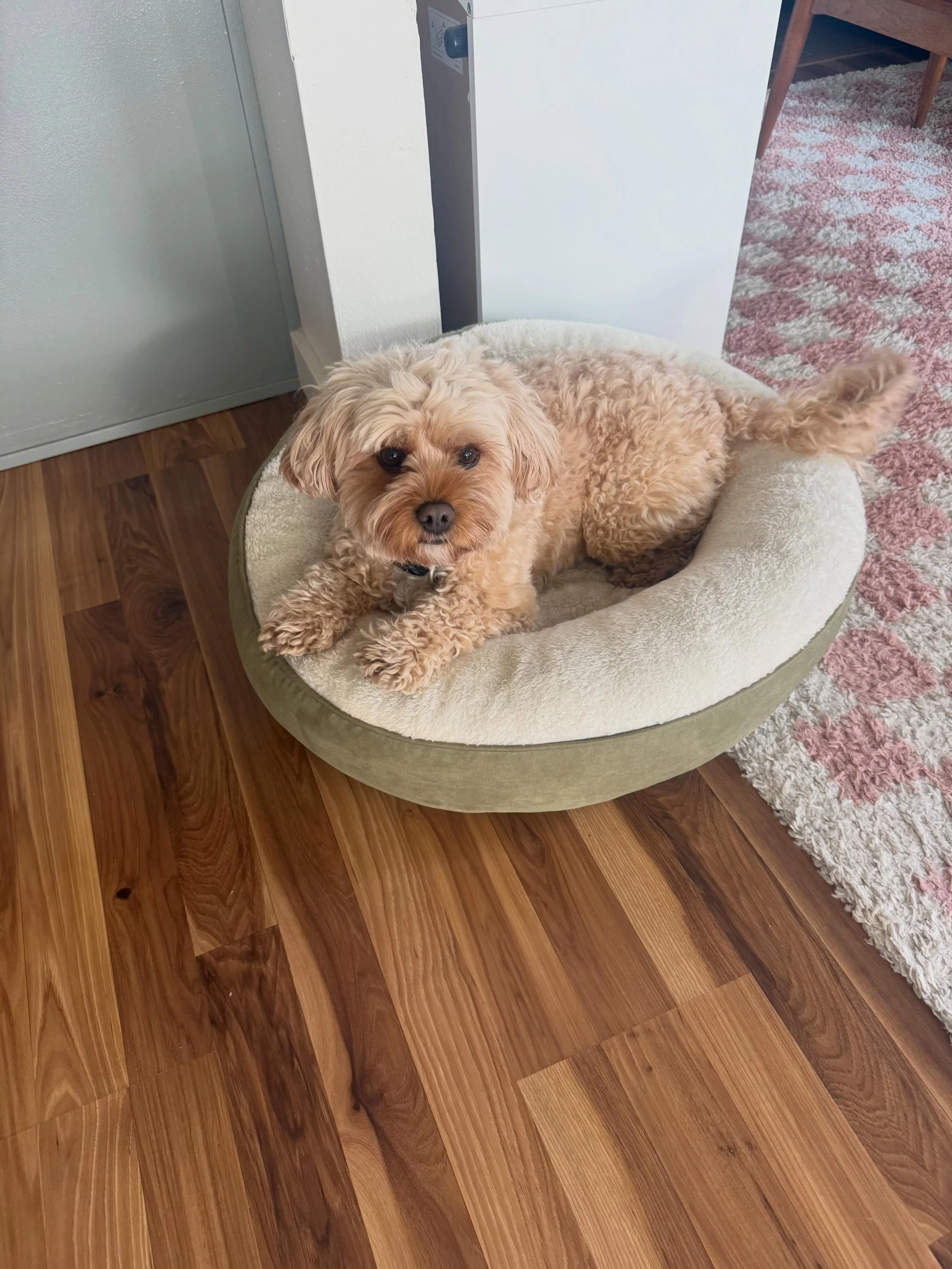 Here&rsquo;s Obi! A 5.5 yr old Cavapoo who alert and barks at home causing disruptions with visitors/deliveries and conflict with apartment neighbors during evening hours. Assisting owners to install new protocols and management to reduce barking, im