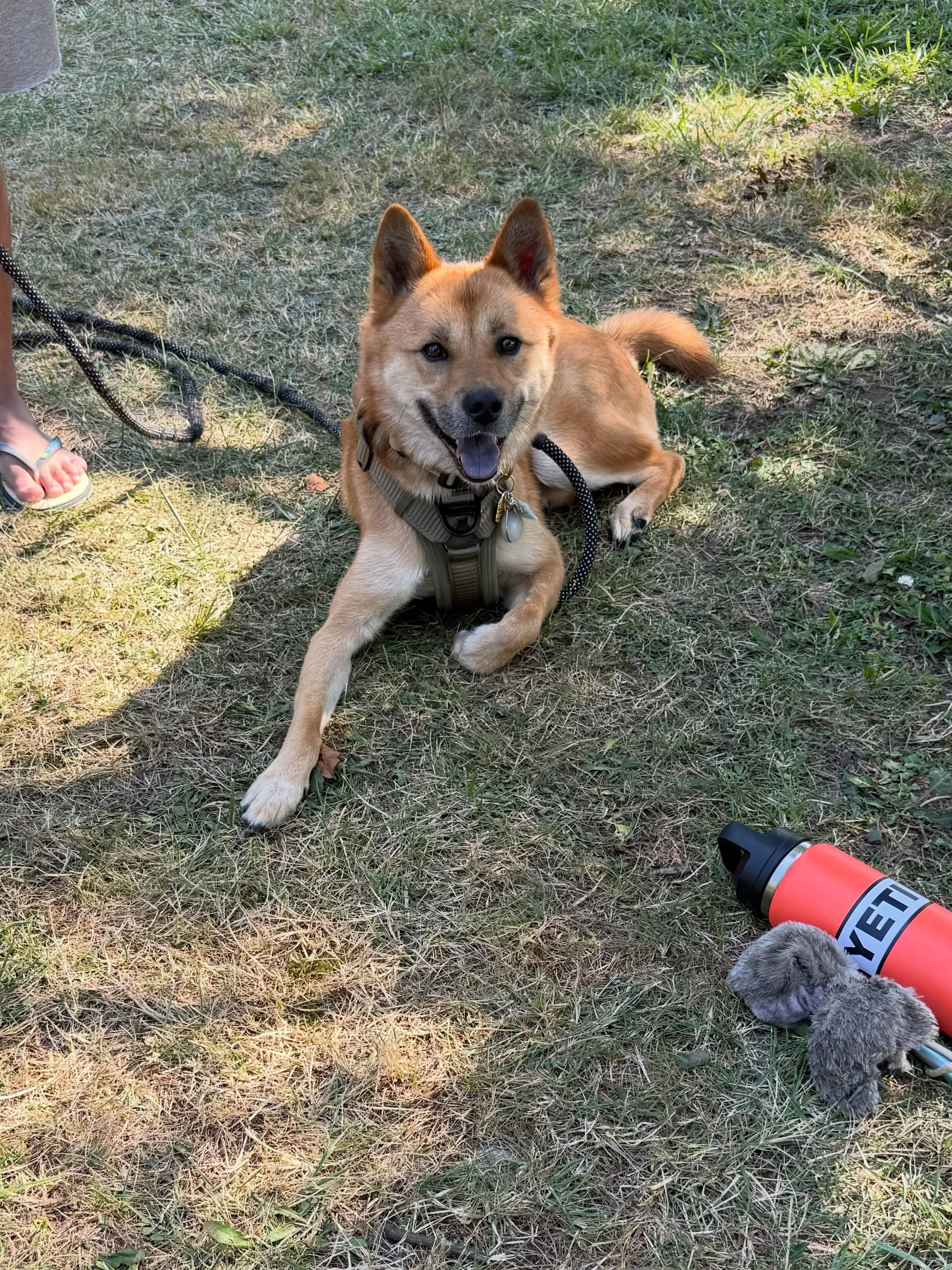 Here&rsquo;s Borgir! A 3.5 yr old Jindo mix who is reactive to other dogs who breach his personal space and will become more stressed when seeing other dogs approaching his territory. Educated owners how best to support and lead him around other dogs