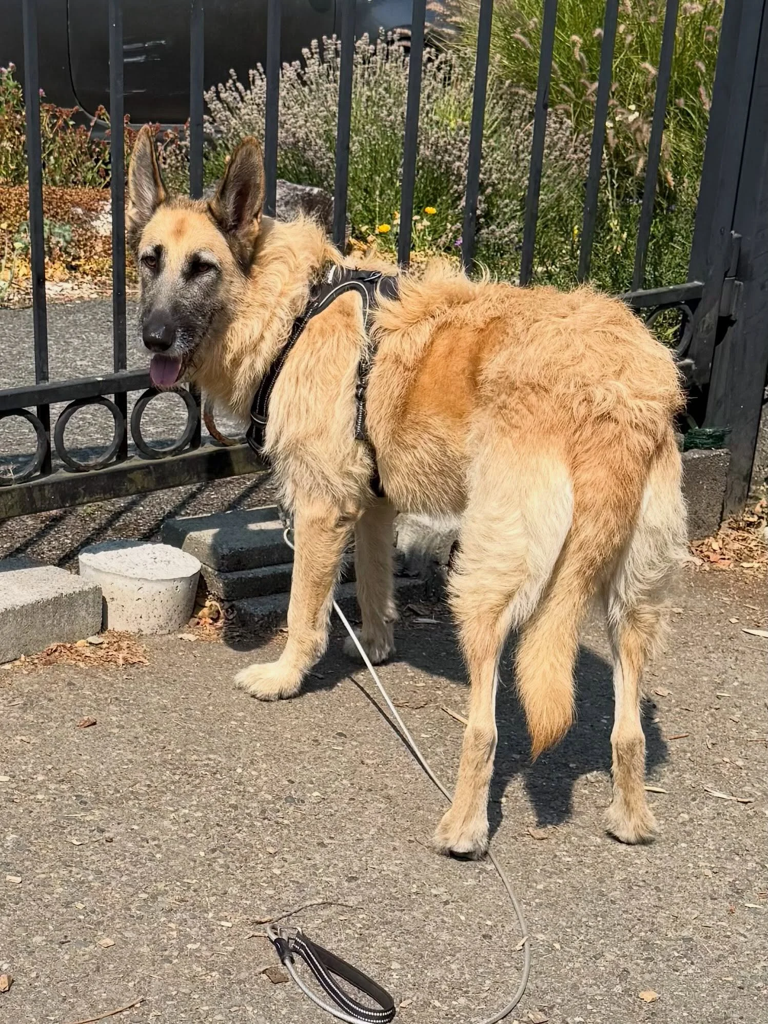 Here&rsquo;s Ellie Max (7.5 yr old Irish Wolfhound/Shepherd mix) and Elian (1 yr old Merle Pitbull)! Ellie Max has come a long way to overcoming her fear of cars, dogs and delivery drivers and become more comfortable and relaxed in her home and aroun