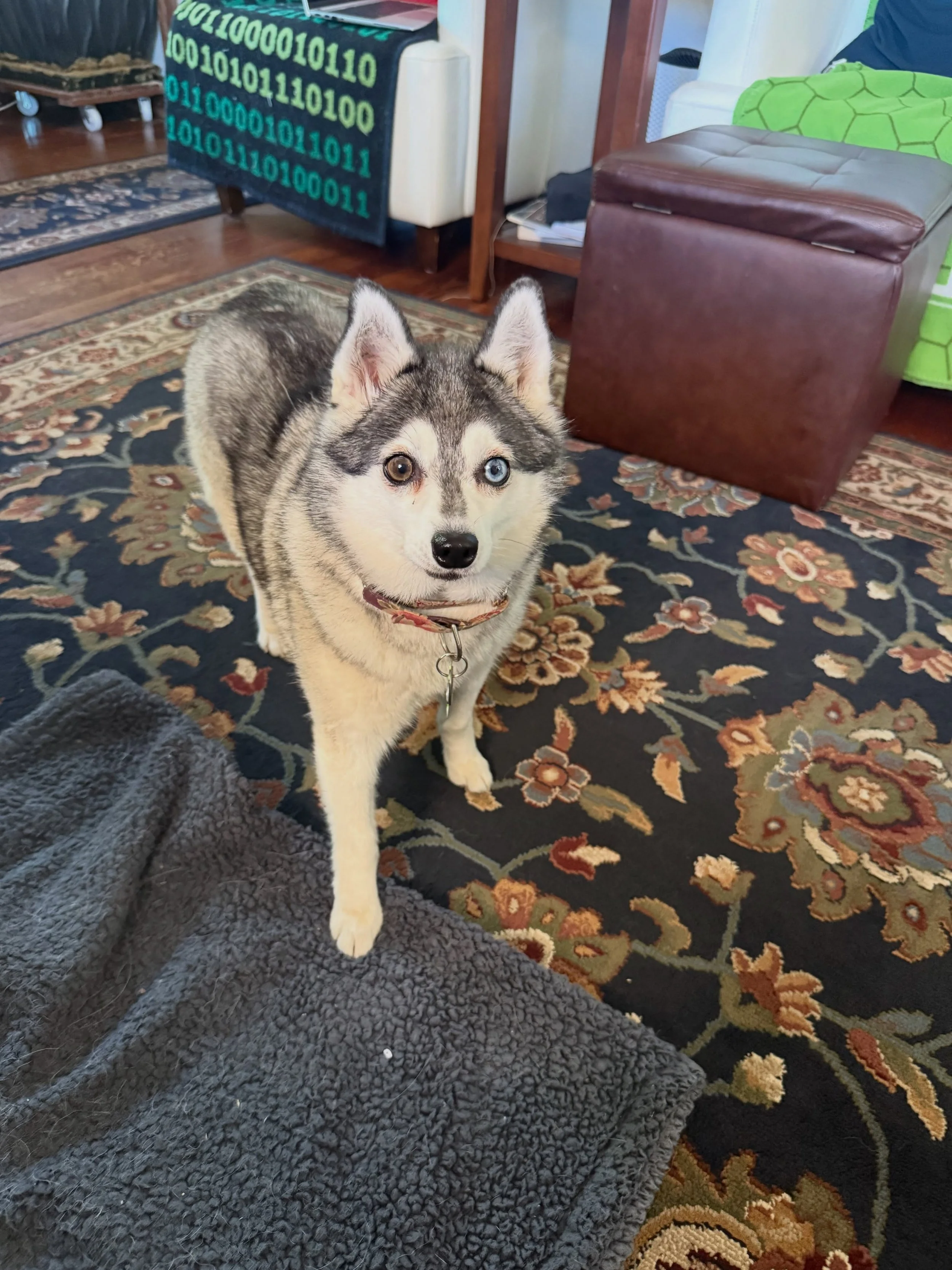 Here&rsquo;s Mihoshi (7) and Kiyone&rsquo; (15)! These Alaskan Klee Kai are great dogs but Mihoshi tends to refuse to come inside from the backyard, avoid having her harness attached, and has irregular potty habits. Educated owners how to set better 