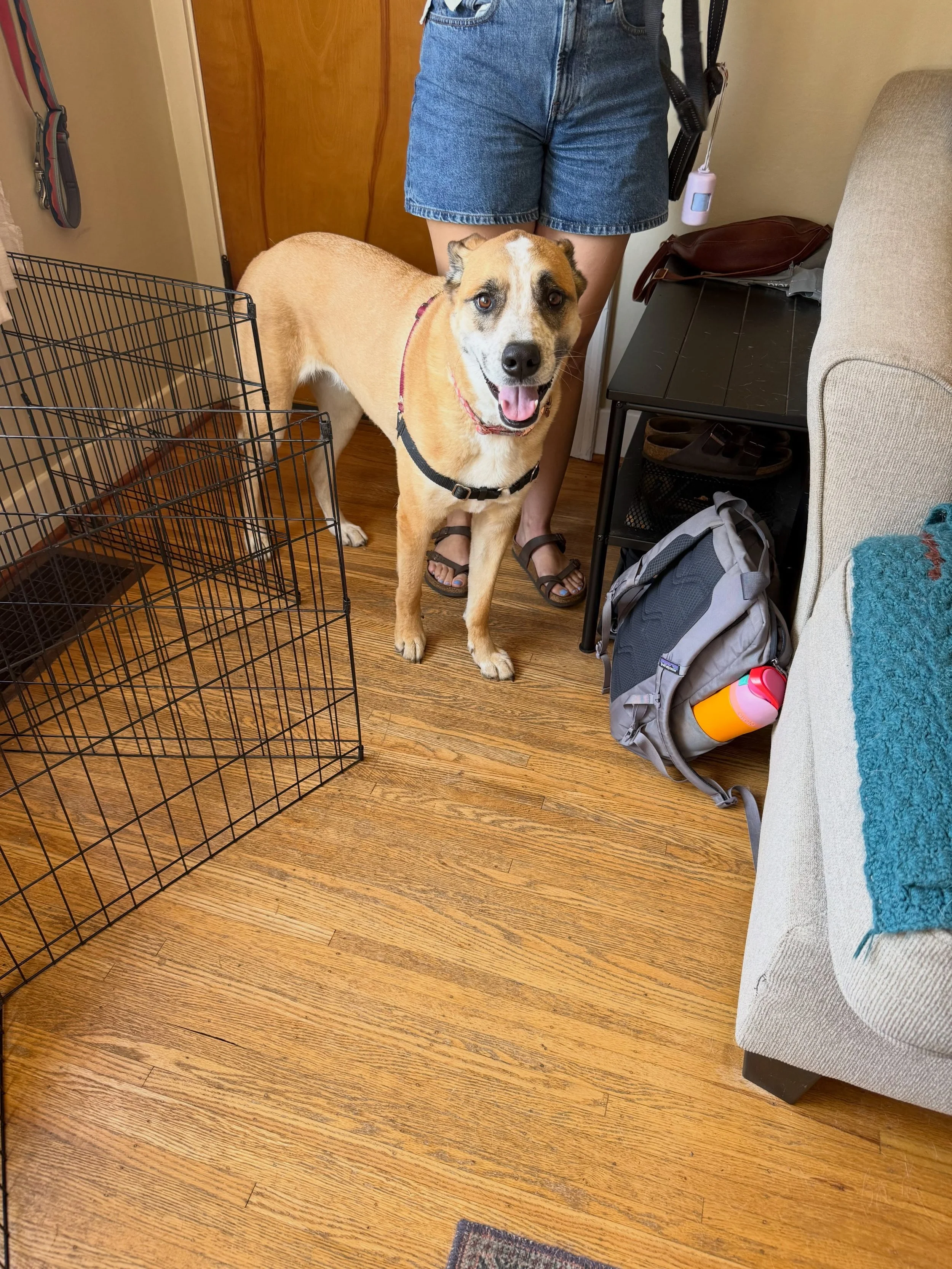 Here&rsquo;s Midge! A 4 yr old Cattle dog mix who rushes and barks at the front window and on leash towards other dogs. Her anxiety can create strong reactions but her ability to be redirected is good but challenging if triggered. Educated owners on 