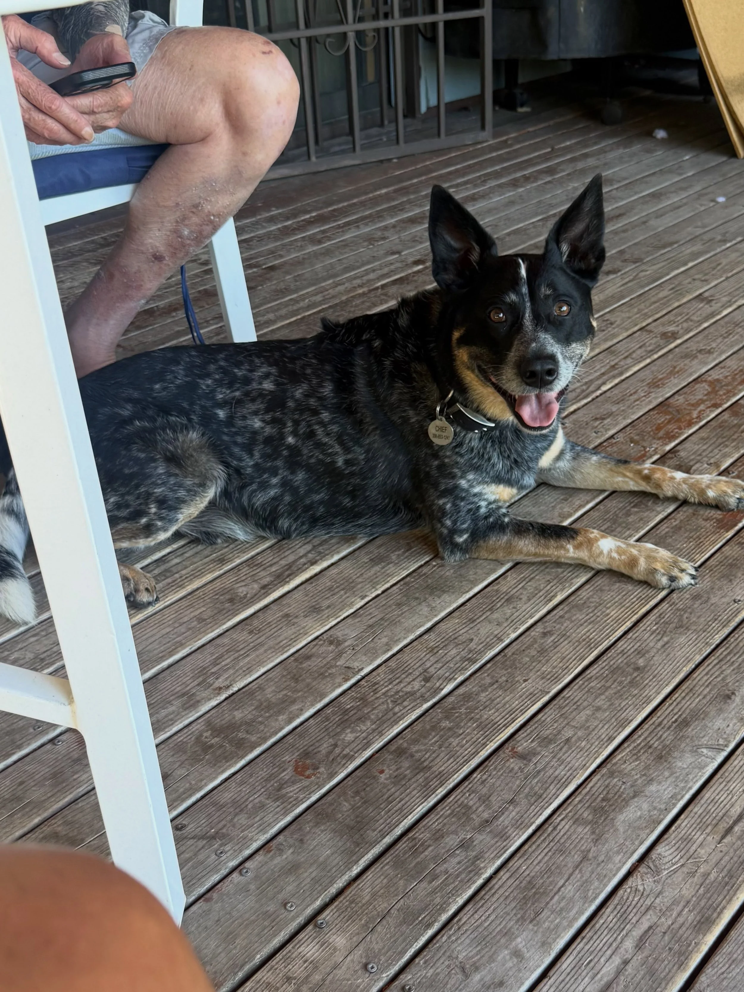 Here&rsquo;s Chief! A 6 yr old Aussie Cattle dog who barks constantly when excited and anticipating food and activities causing disruption and stress. Educated owner how to better understand Chief and motivate, support and lead him to do tasks that a