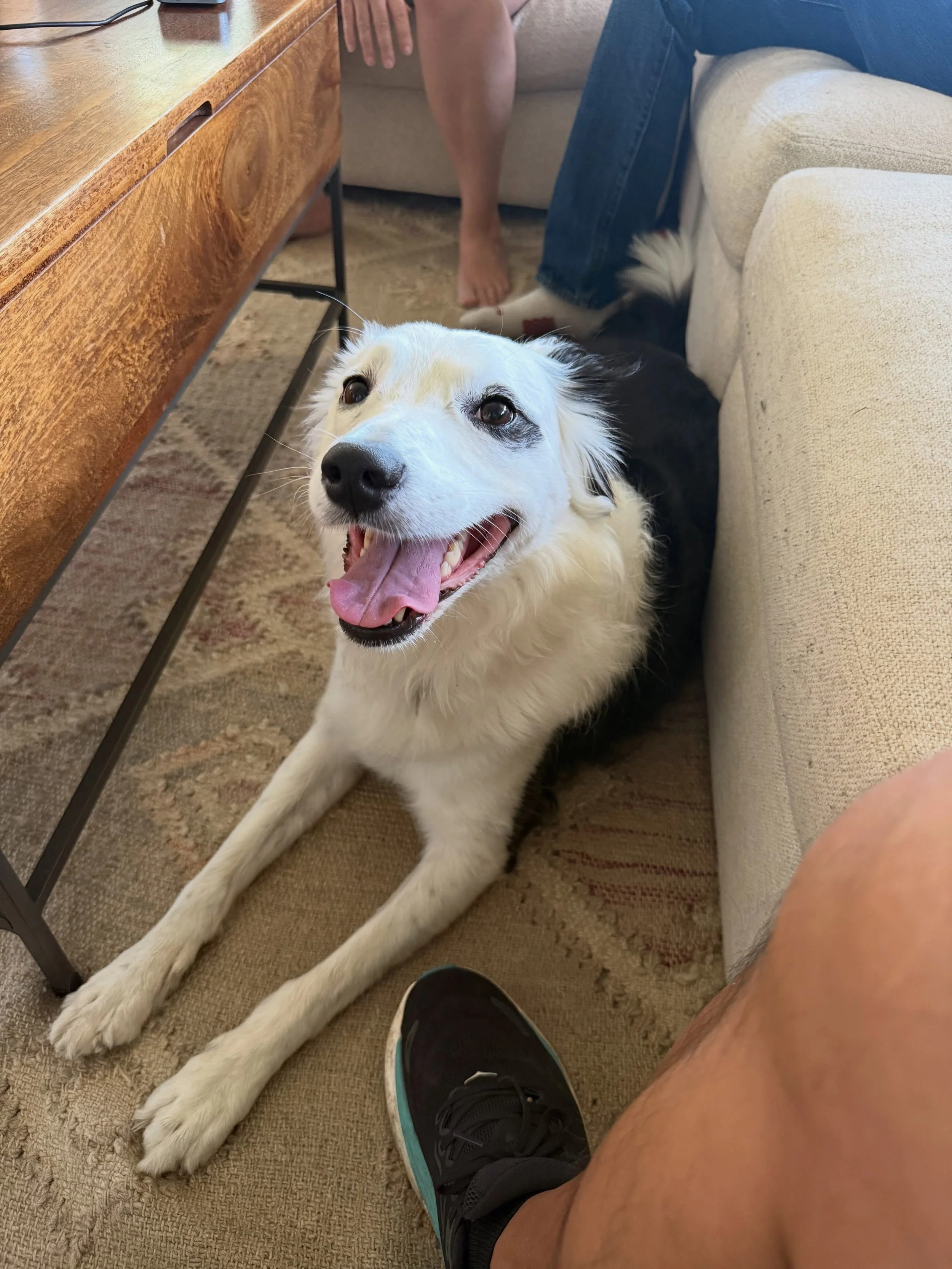 Here&rsquo;s Frankie! An anxious 6.5 yr old Border Collie/Pitbull mix who stops on walks at random times and does not want to proceed and return home. This was conditioned by her fear of fireworks but is receptive with her primary owner. She seems mo
