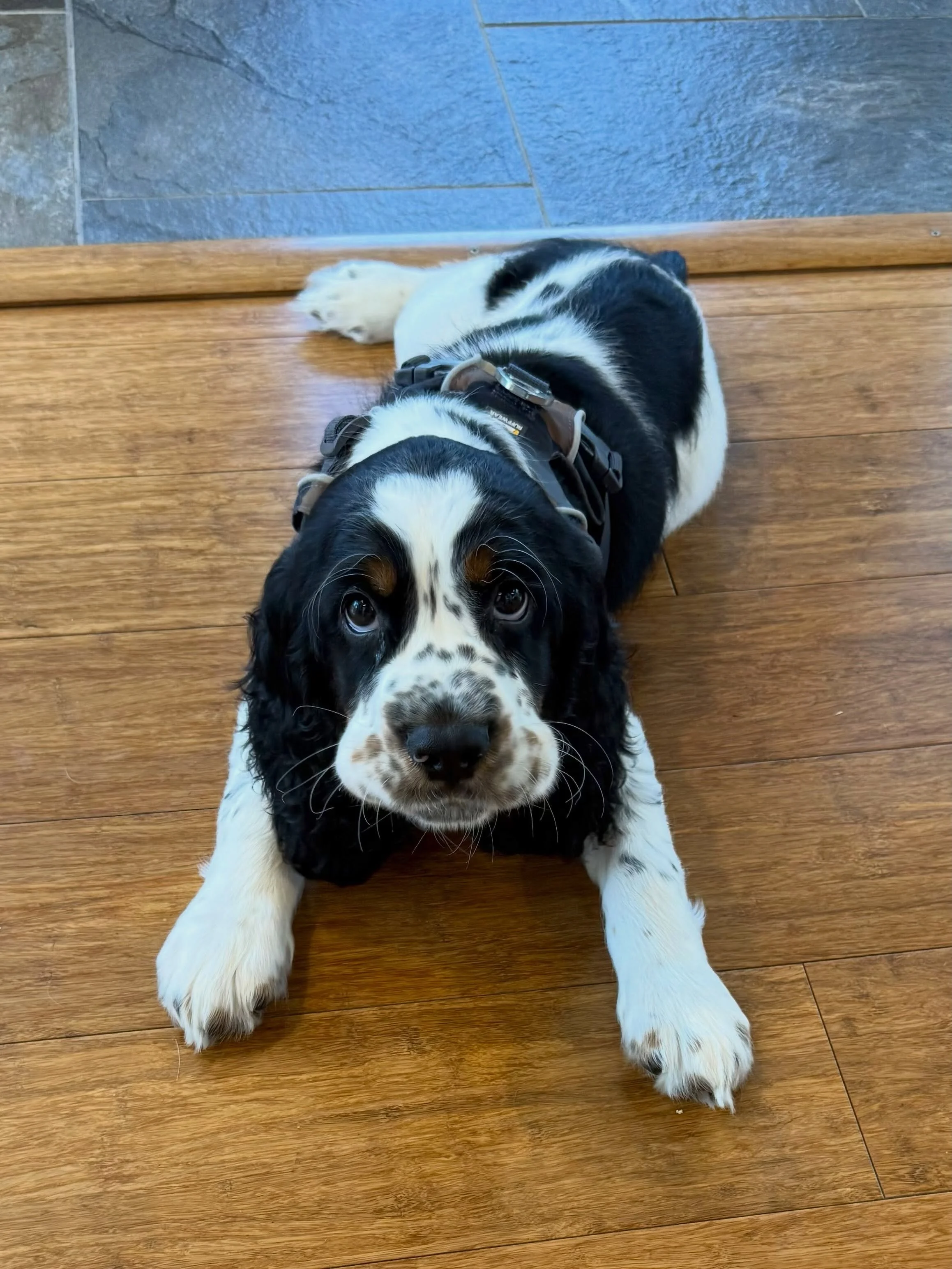 Here&rsquo;s Sullivan! A 10 week old English Springer Spaniel who is learning basic puppy skills and adjusting to life inside of a hair salon with busy traffic! Sully is doing incredibly well with crate training, potty training and developing time on