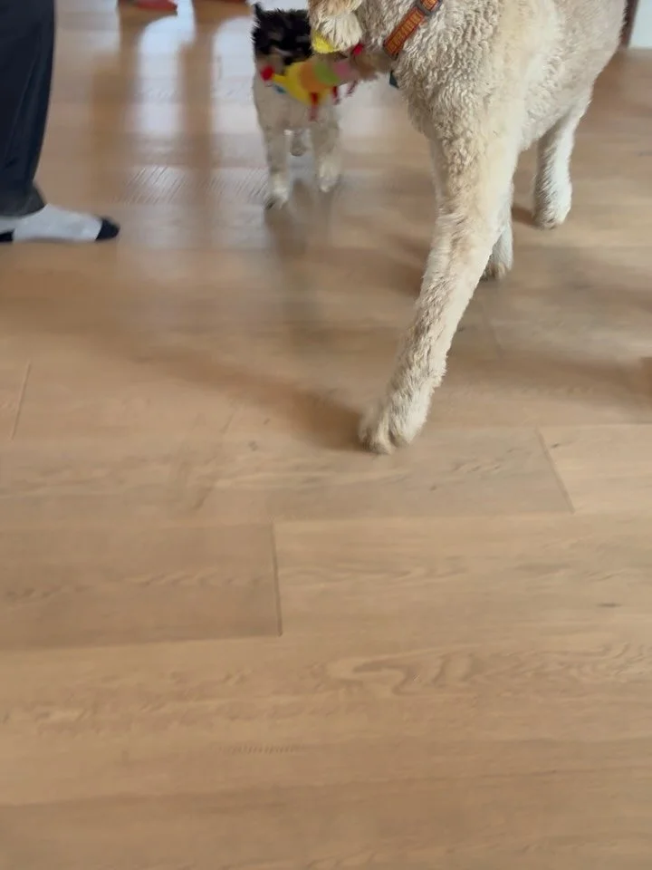 Here&rsquo;s Yuzu! A now 16 mo old Pomapoo who has been barking lately prior to bed and using his voice more to get what he wants. Educated owners on how to extend his freedom yet still retain skills to be on his own when necessary to build on his ma