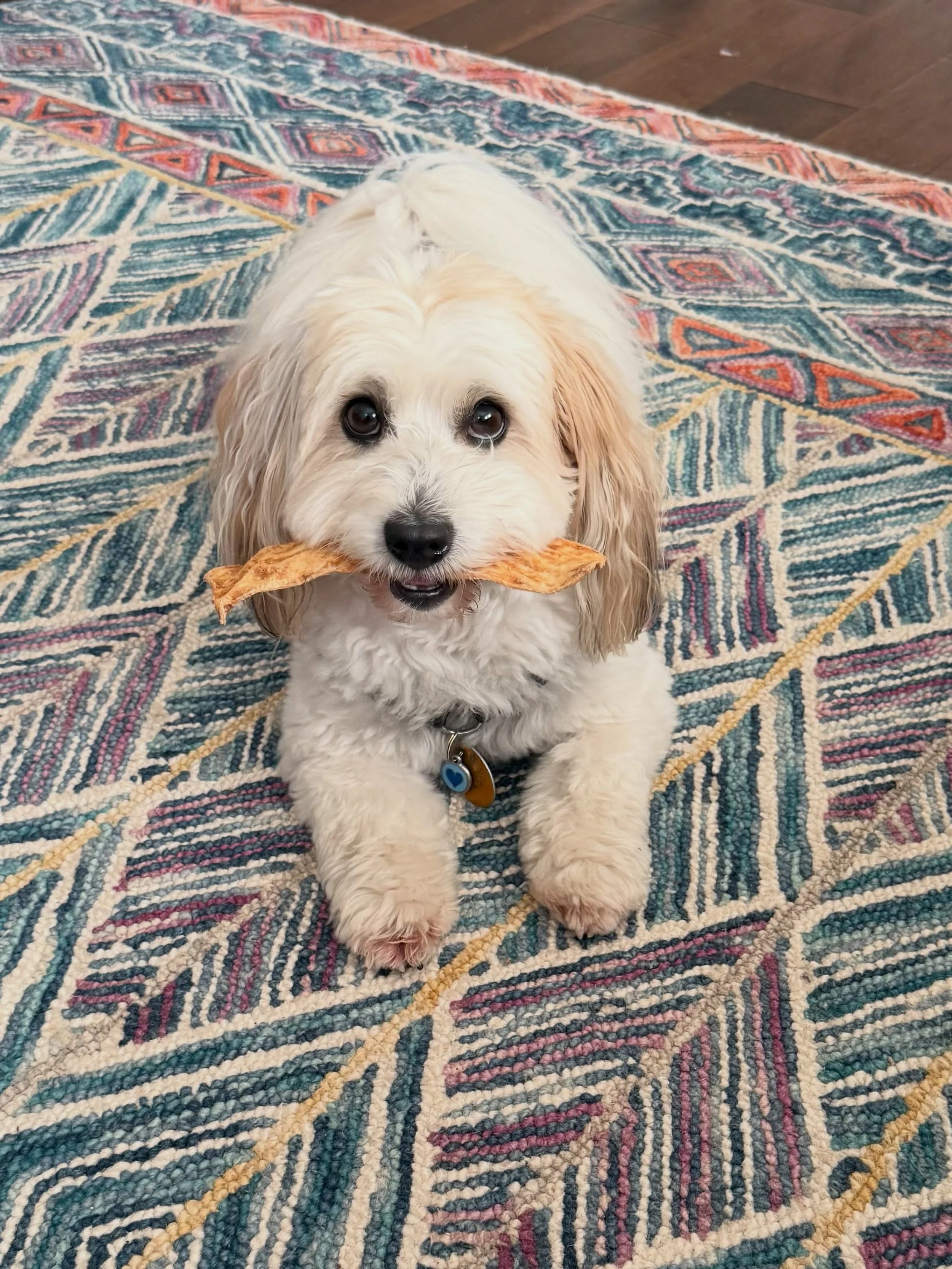 Here&rsquo;s Peanut! A 4 yr old Coton de Tulear who tends to bark and rush visitors to his home, barking at the neighbor dogs in the backyard and not finishing his meals without additions. Educated owners on establishing consistent protocols for mana