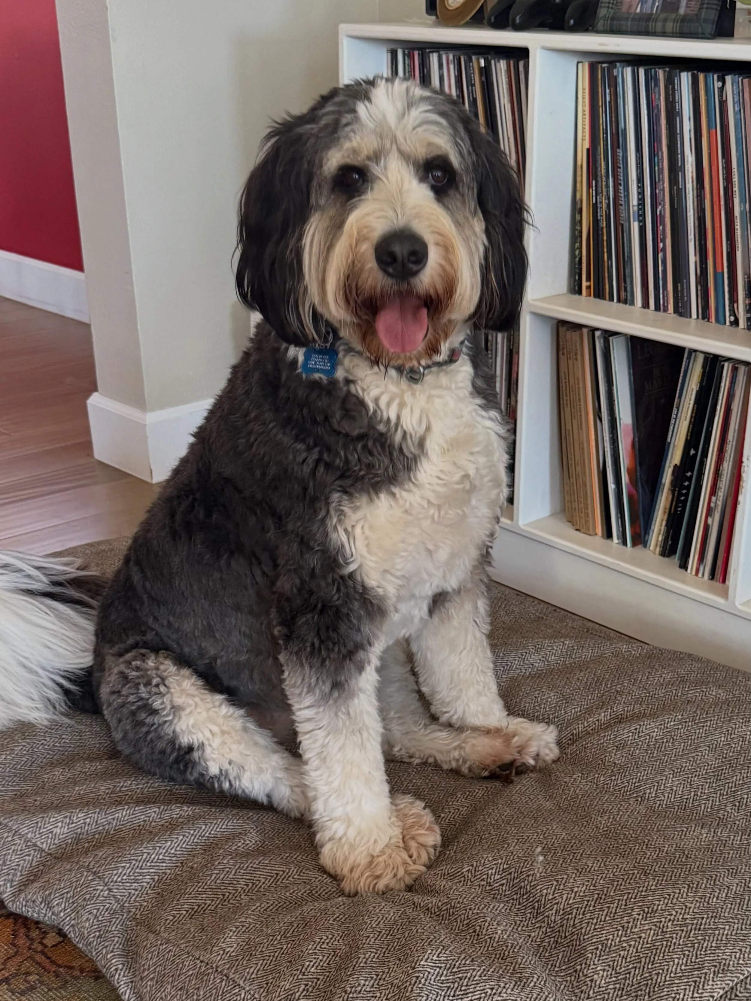 Here&rsquo;s Jackie Daytona! A 4 yr old Bernadoodle who regularly alert/demand barks at visitors, counter surfs and begs for food and attention at the table and when the owners want to relax. Increased her level of work and engagement while delaying 