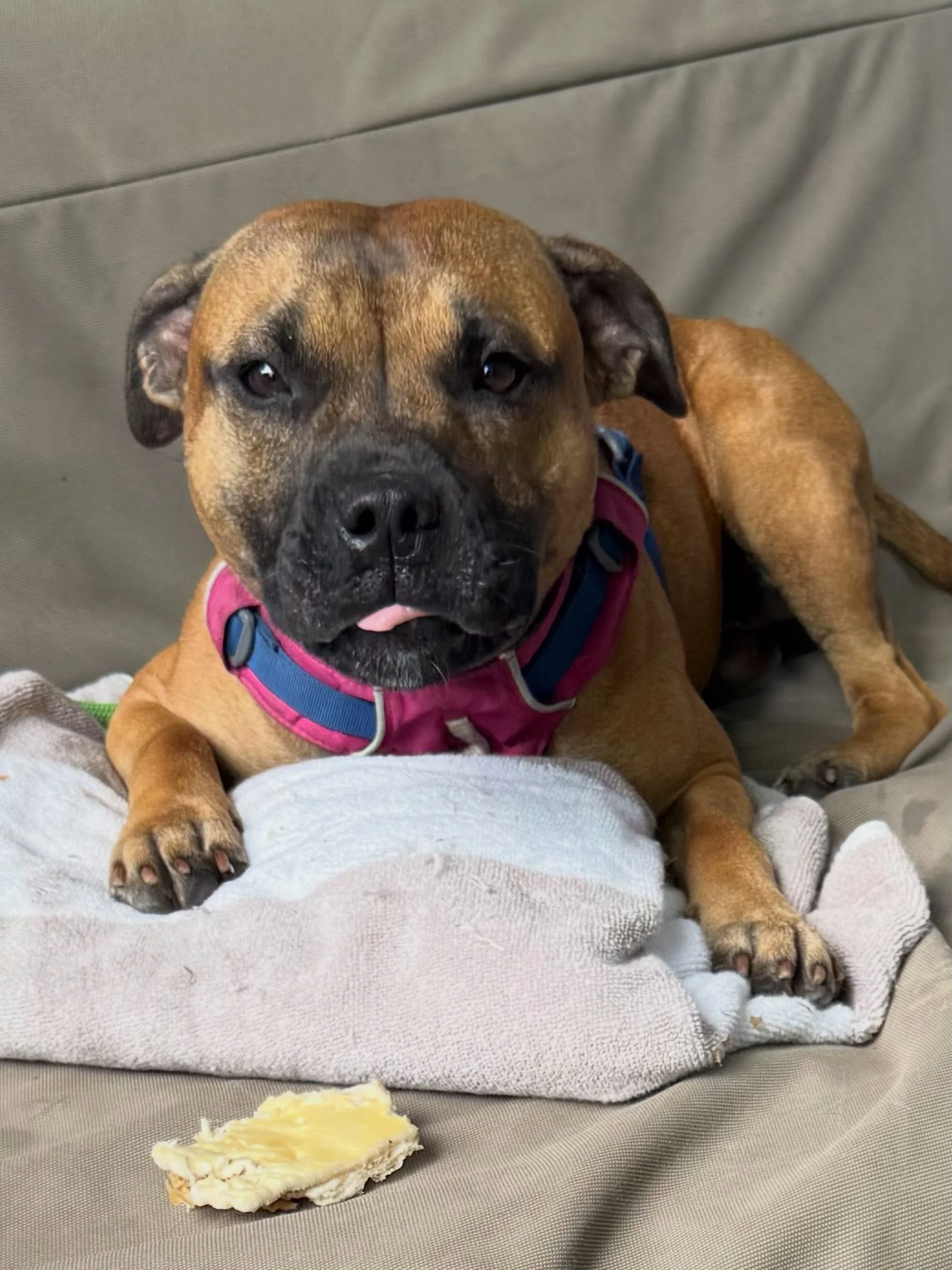 Here&rsquo;s Roxy! A 1 yr old Staffie who rushes the fence and becomes over aroused and challenging to manage in the front yard when dogs pass by the home. Educated owners how to motivate her to her favorite toys to tug and also utilize intentional d