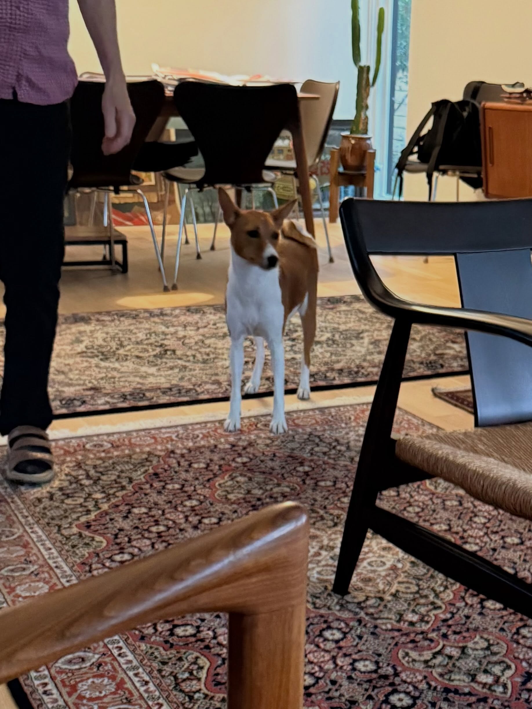 Here&rsquo;s Hobie! A 2.5 yr old Basenji who is very friendly to humans but aloof and unpredictable to large males with beards but will become more agitated and reactive when seeing other dogs on walks, especially doodles. Educated owners on strategi