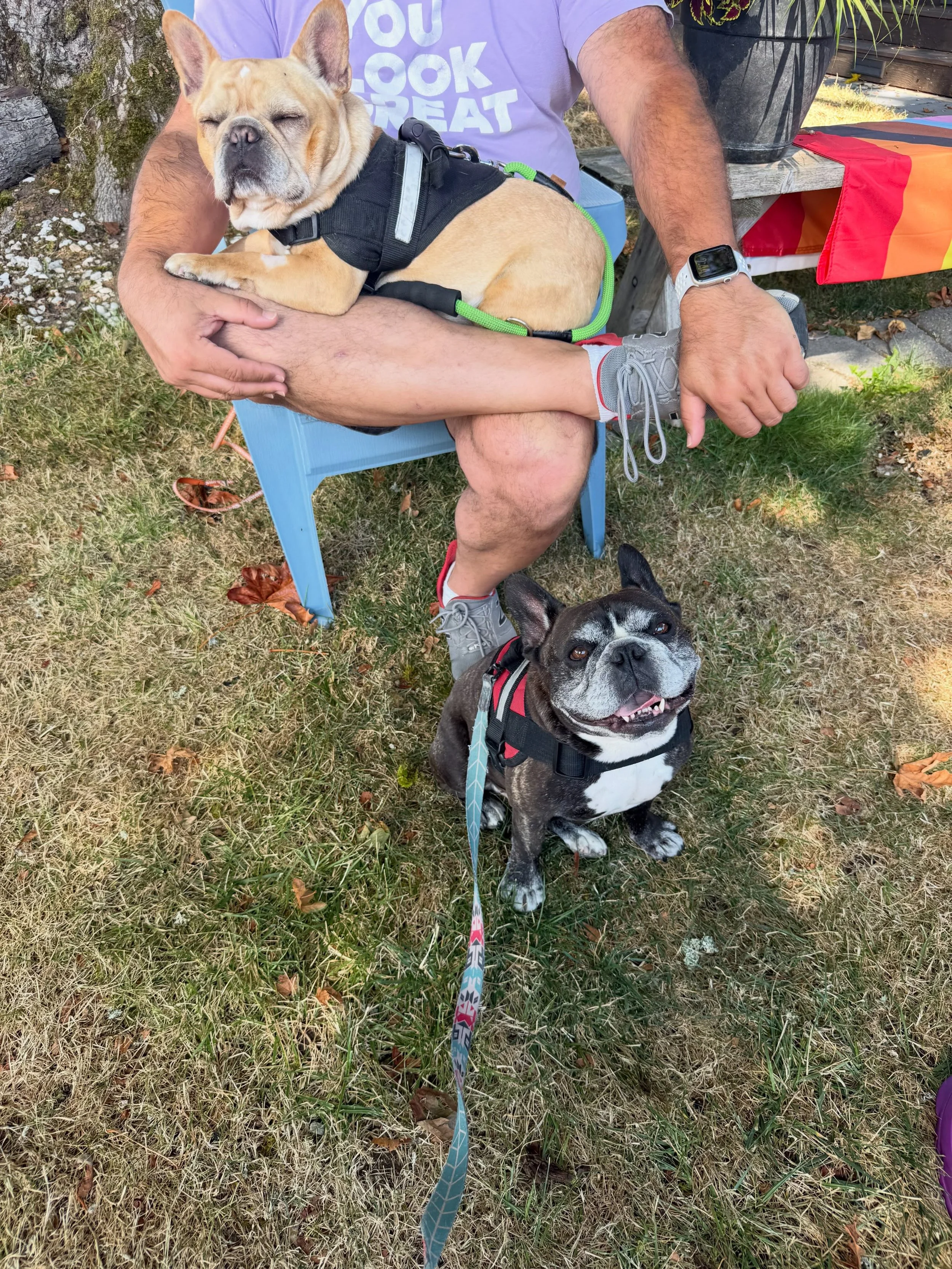 Here&rsquo;s Braxton and Panda! They are both 8 yr old Frenchies who recently rushed, jumped and nipped guests and each other when overstimulated and aroused! Educating owners how to set consistent and effective boundaries while simultaneously reduci