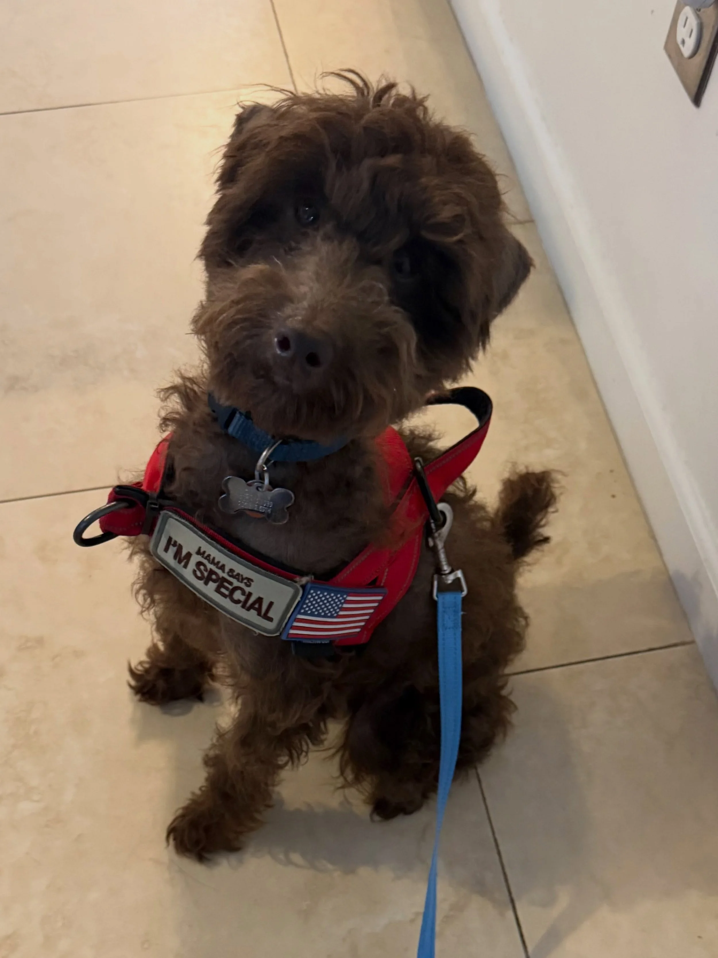 Here&rsquo;s Quentin! An 8.5 mo old Mini Poodle who jumps constantly for food, attention and pets. Educating owners how to best understand his needs and learning skills to ease his impulsivity and also train for his development in life. Quentin is ve