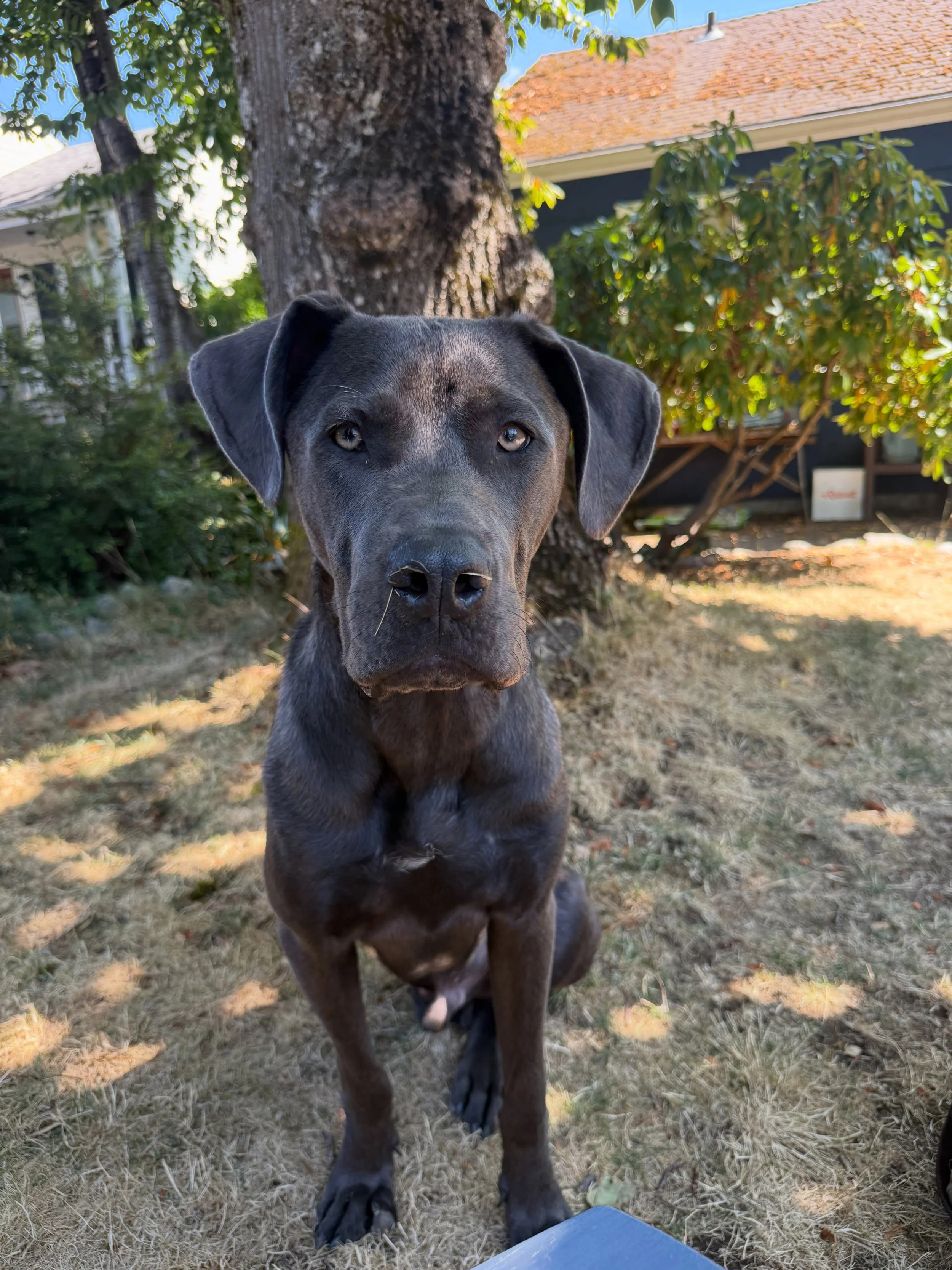 Here&rsquo;s Bowie! A newly acquired sweet tripod puppy with a mix of Cane Corso/Doberman/Pitbull and Mastiff! He has integrated seamlessly with his new pack as owners now managing their new dynamic together. Working on alert barking, separation time