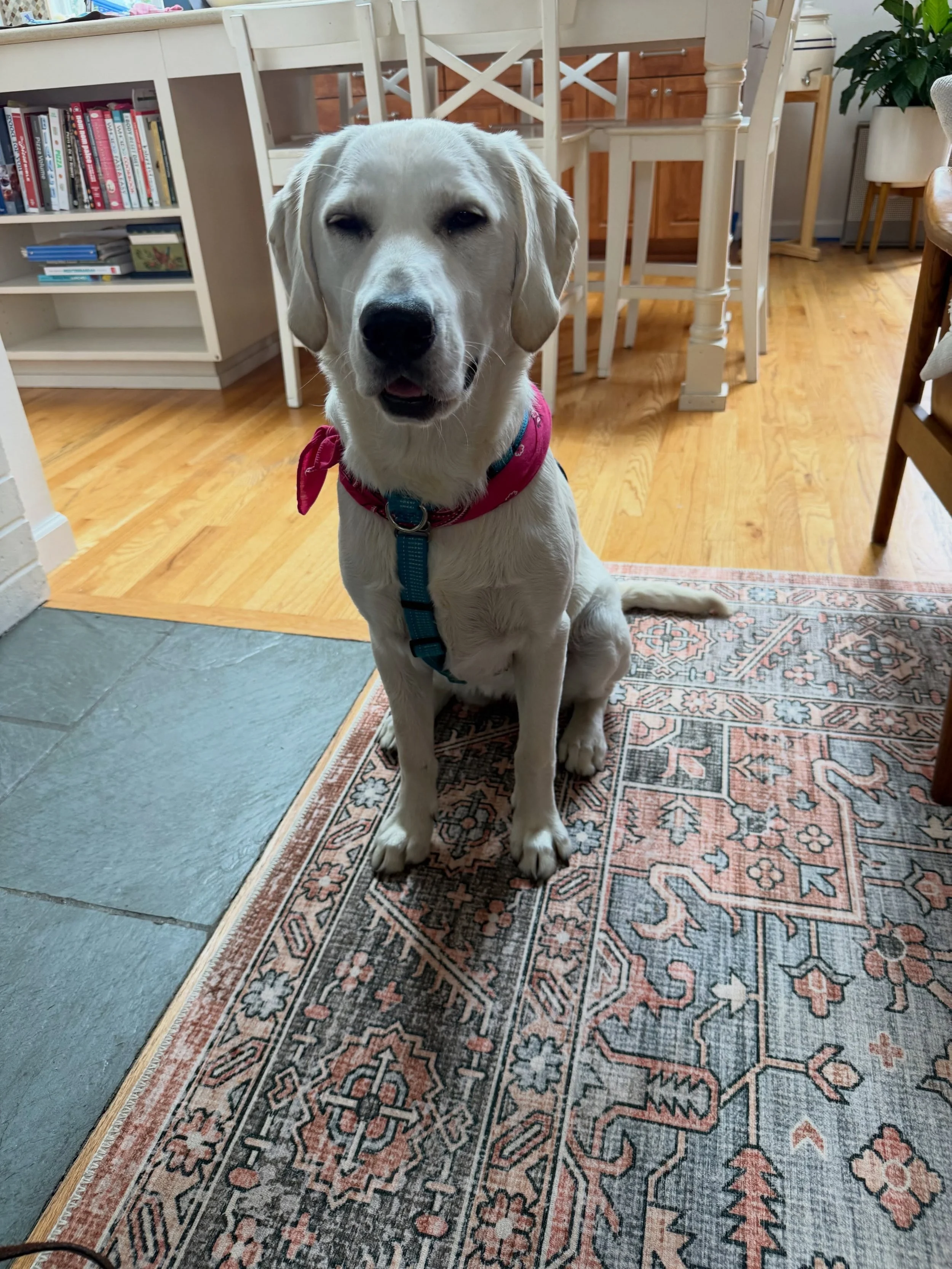 Here&rsquo;s Daisy Lou! An 8 mo old Golden/Lab mix who is learning how to reduce her impulsivity, pulling on walks and demand barking for attention. She is in a phase of her life where new strategies and approaches to her education are needed to prov