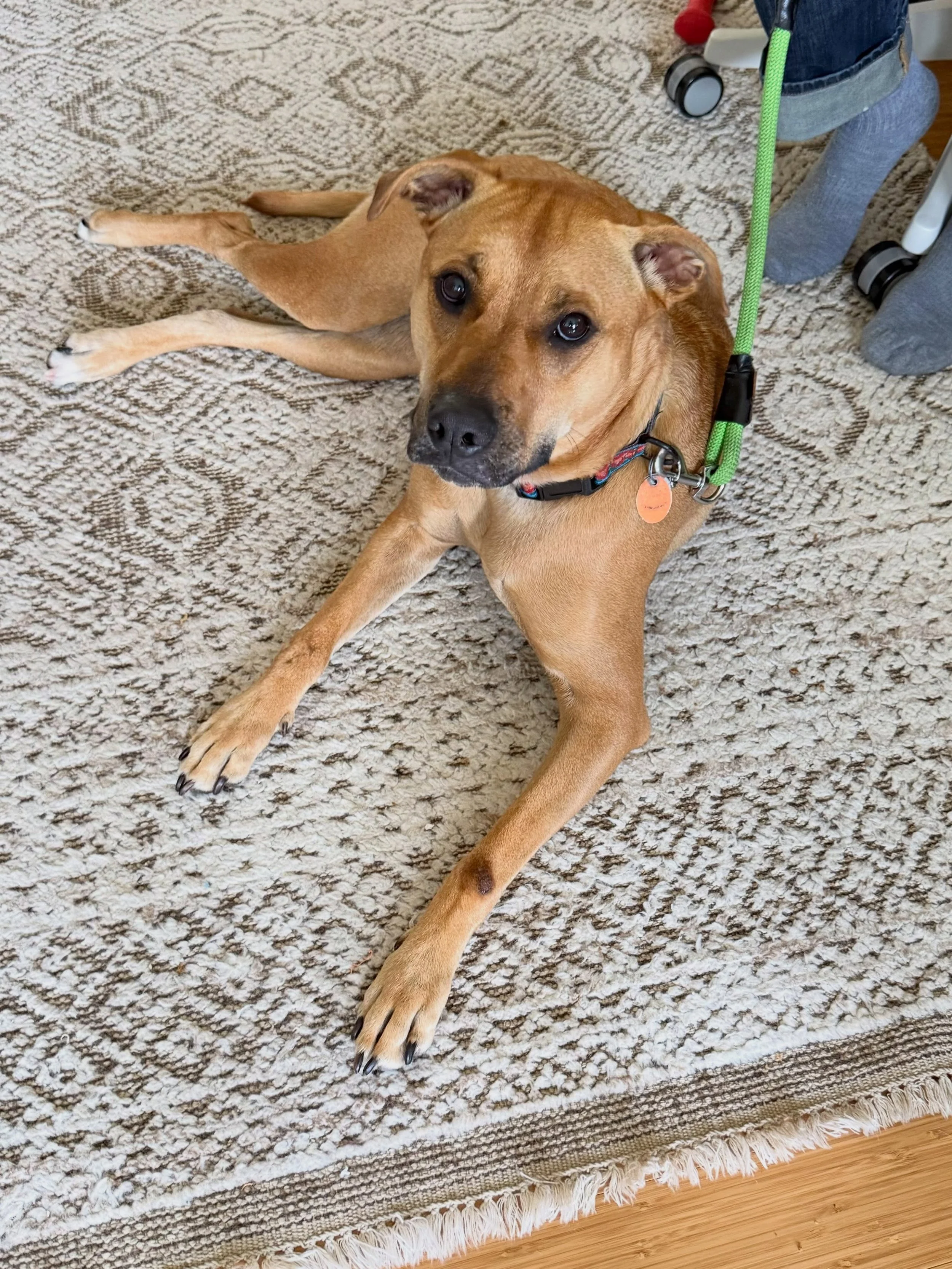Here&rsquo;s Tilly! A20 mo old Black Mouth Cur/Pitbull mix who has a tendency to jump and become over aroused around family and guests. Educated family on strategies to set clear boundaries, motivate and teach her skills to reduce impulsivity, gain p