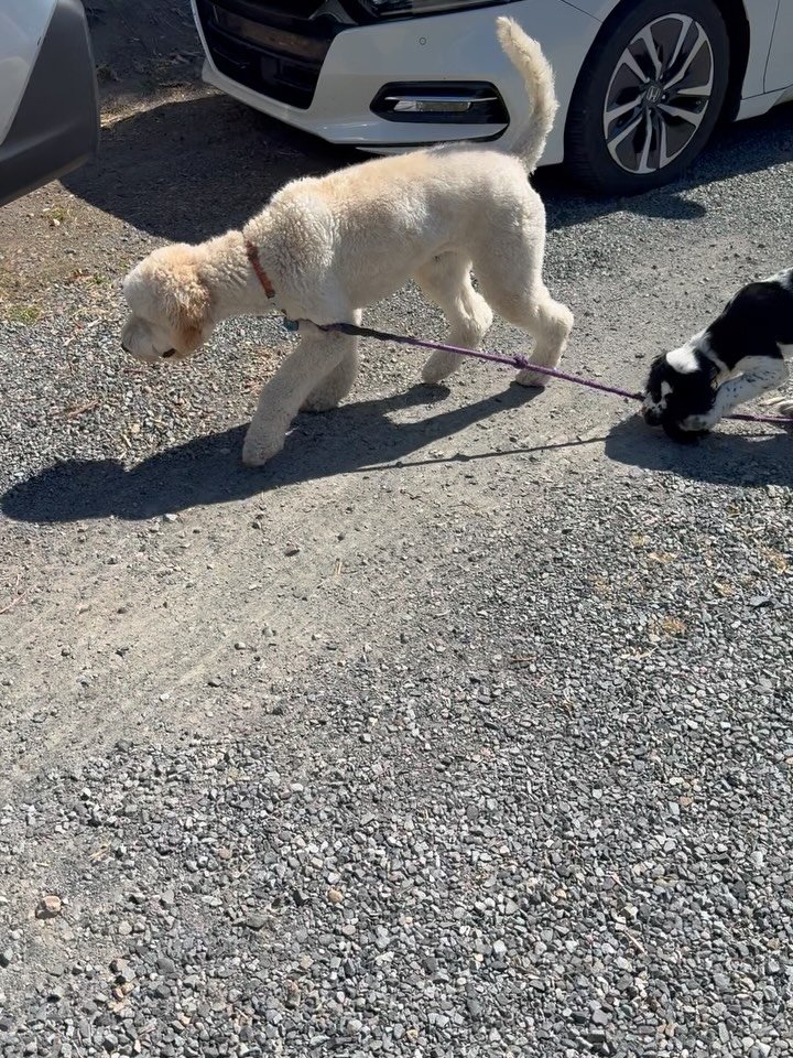 Sully the 13 week old English Springer Spaniel taking Daisy for a leashed walk! These two have become fast friends as Daisy teaches him proper dog etiquette and boundaries during play. He&rsquo;s an amazing puppy and for his age displays much wisdom 