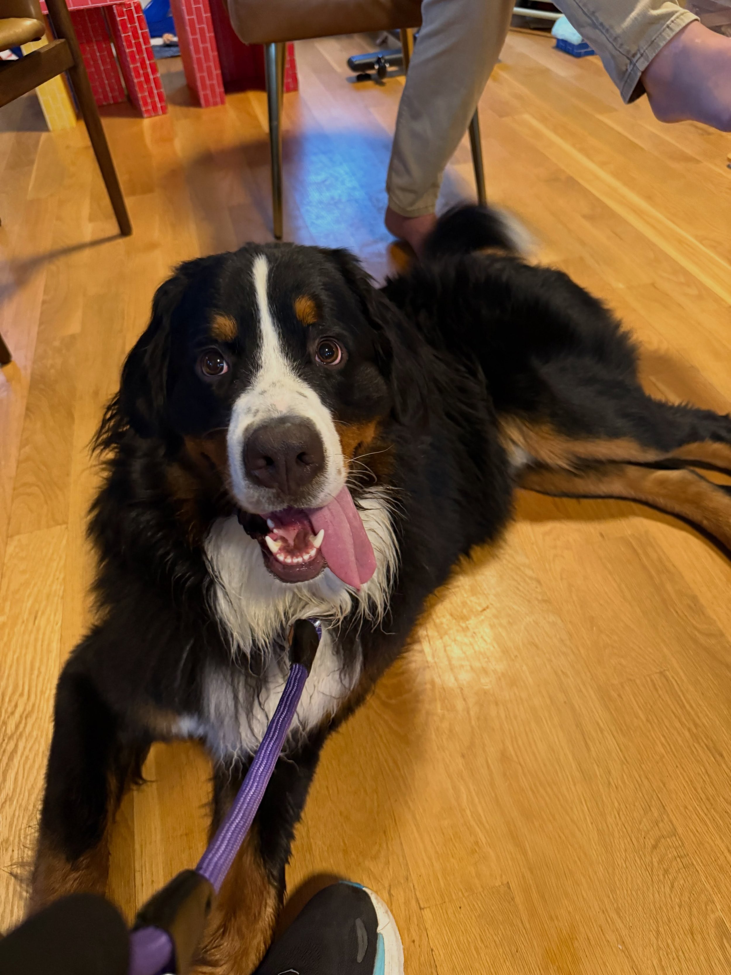 Here&rsquo;s Wally! A 1.5 yr old Bernese Mountain dog who tends to jump, mouth and mug for attention and teaching owners how to manage his impulsivity and reduce energy. Providing effective outlets for enrichment, giving him more opportunities for ex