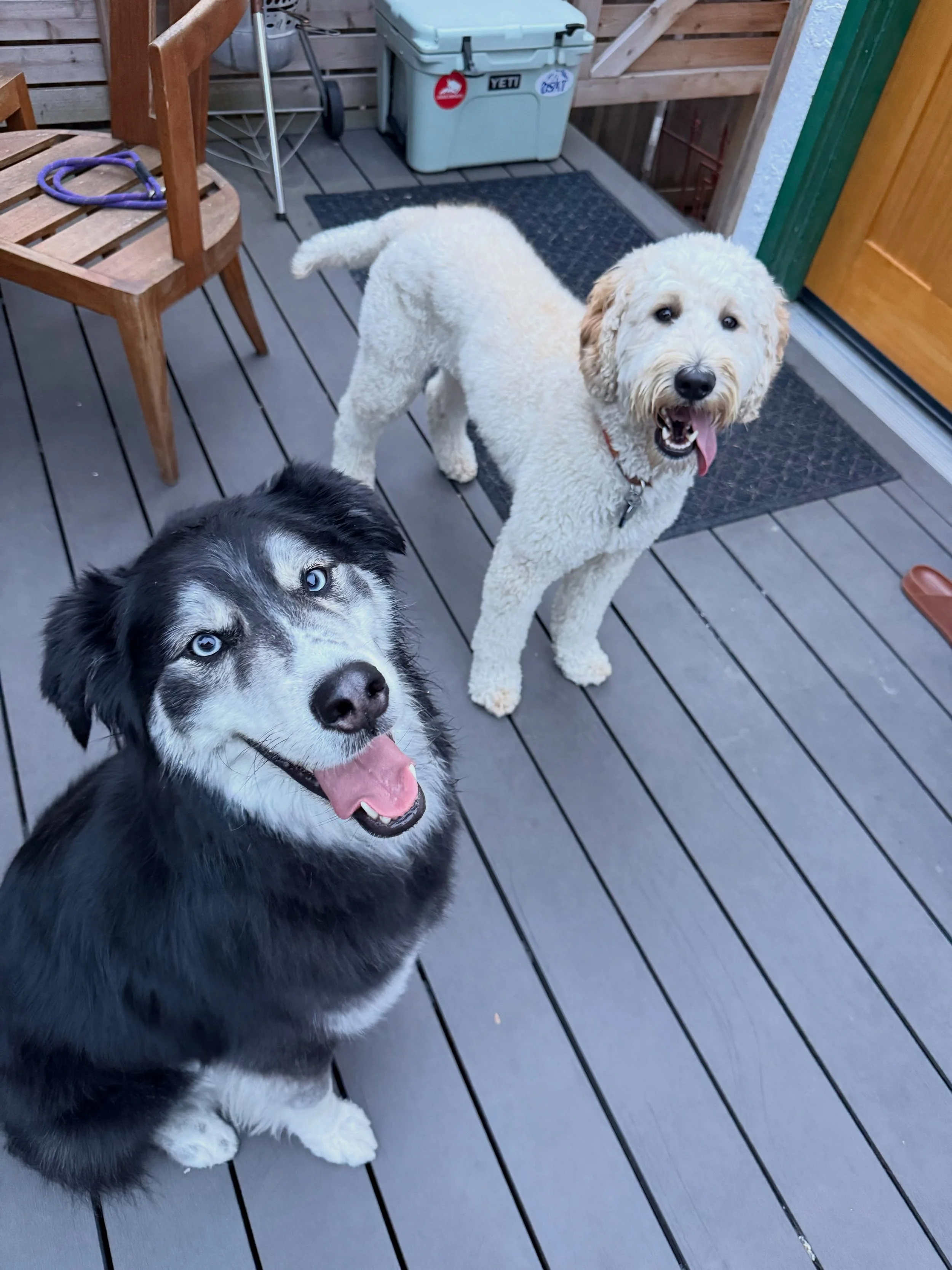 Here&rsquo;s Orbit (3 yr old Husky Retreiver) and Daisy! Helping Orbit become the cornerstone dog and develop more confidence and reduce his reactivity with the arrival of a new baby to the family! Orbit has made huge progress and learning how to wal