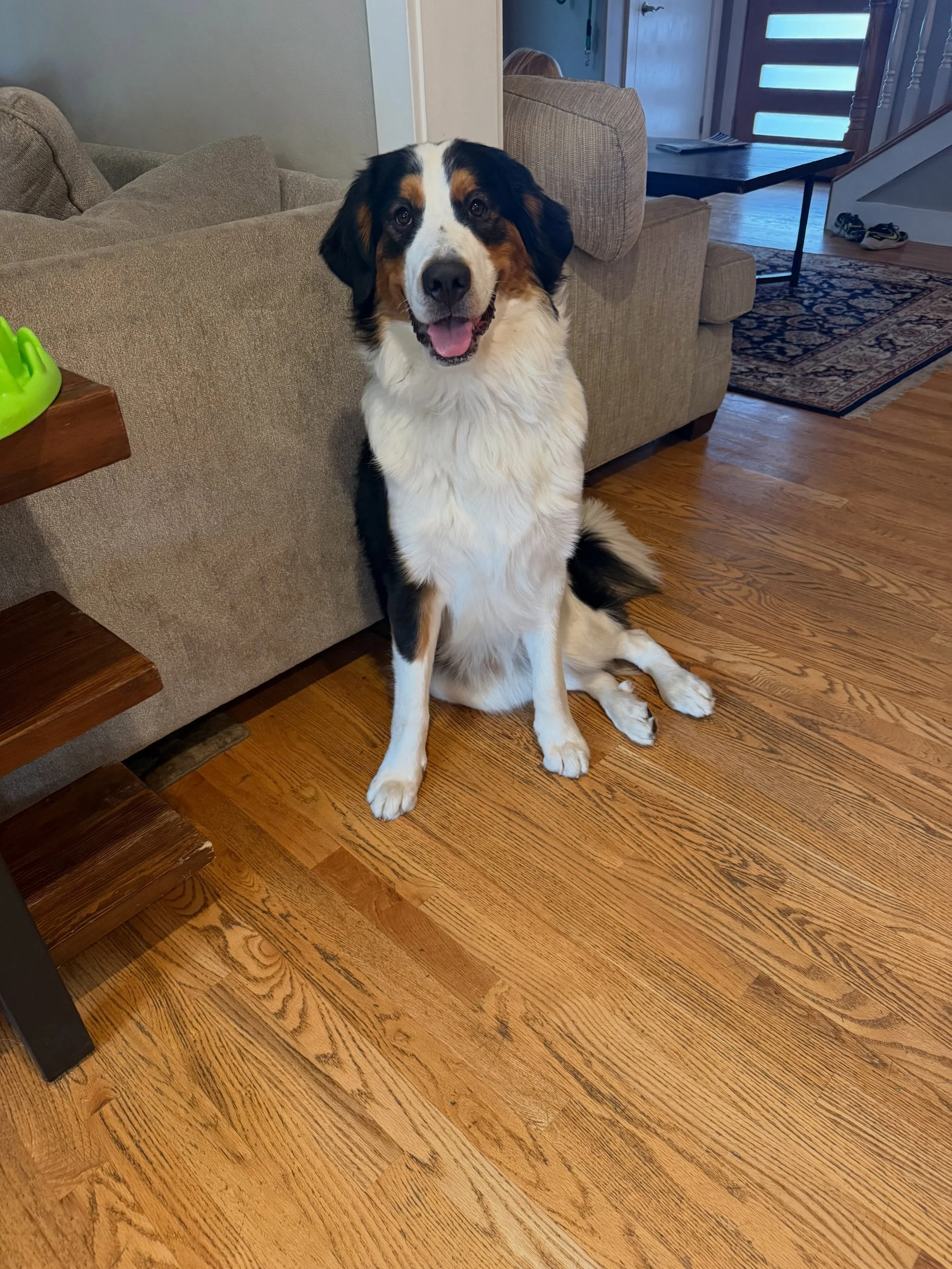 Here&rsquo;s Archie! A 10 mo old Bernese/Great Pyrenees mix who loves to get excited around guests, rush doorways, jump on the couch, lay near the dinner table and other puppy behaviors! Teaching him appropriate boundaries and asking him to work more