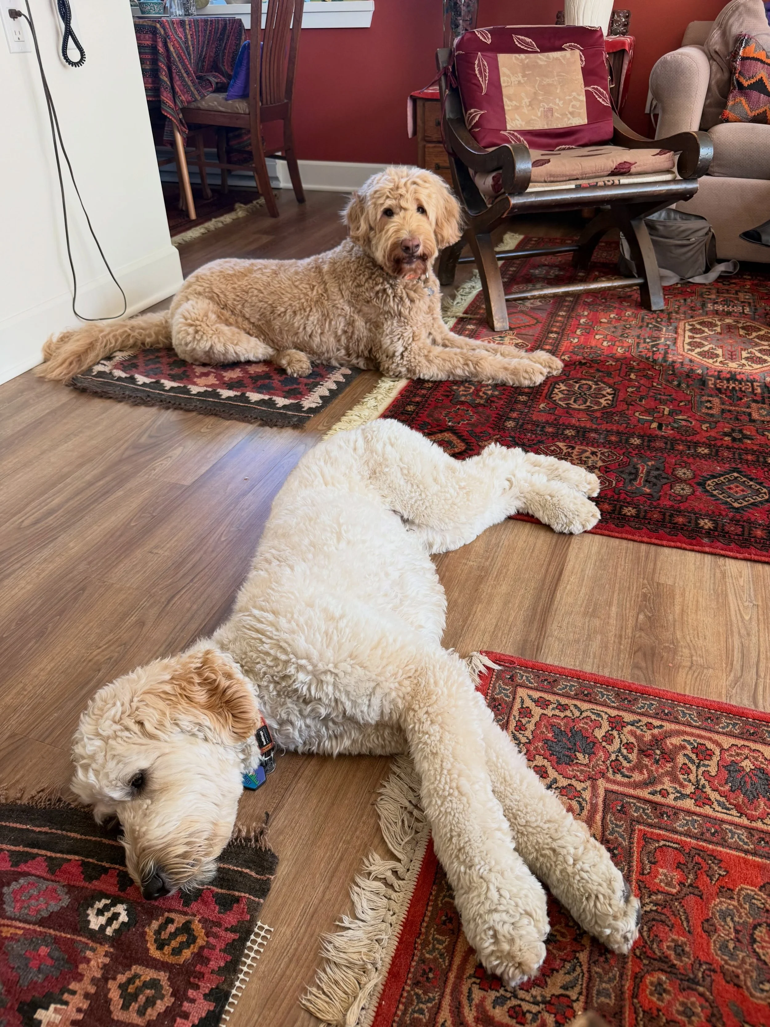 Here&rsquo;s Kona (5.5 yr old Labradoodle) and Daisy! Kona&rsquo;s learning how to have new canine guests to his home since he does excellently with people. Teaching him consistent boundaries and how to relax are keys to his success and being a great
