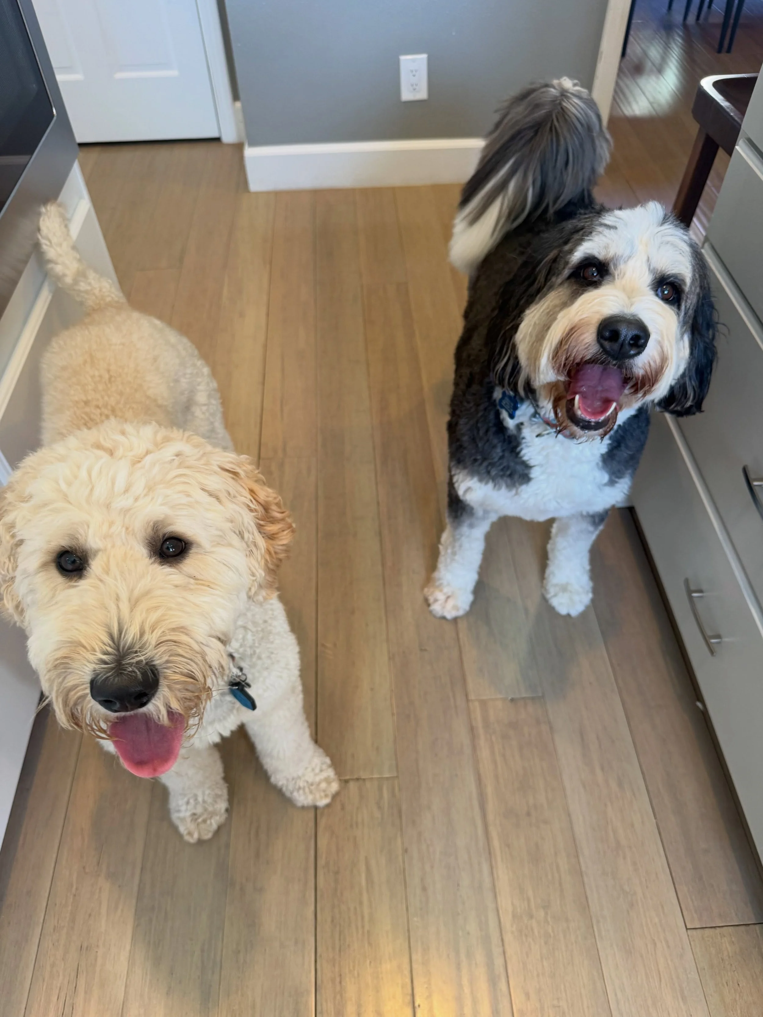 Here&rsquo;s Daisy and Jackie (4 yr old Bernadoodle)! These two met for the first time and had a blast together as we addressed alert barking, counter surfing, sleep time demand habits and overall mental enrichment exercises to increase connection an