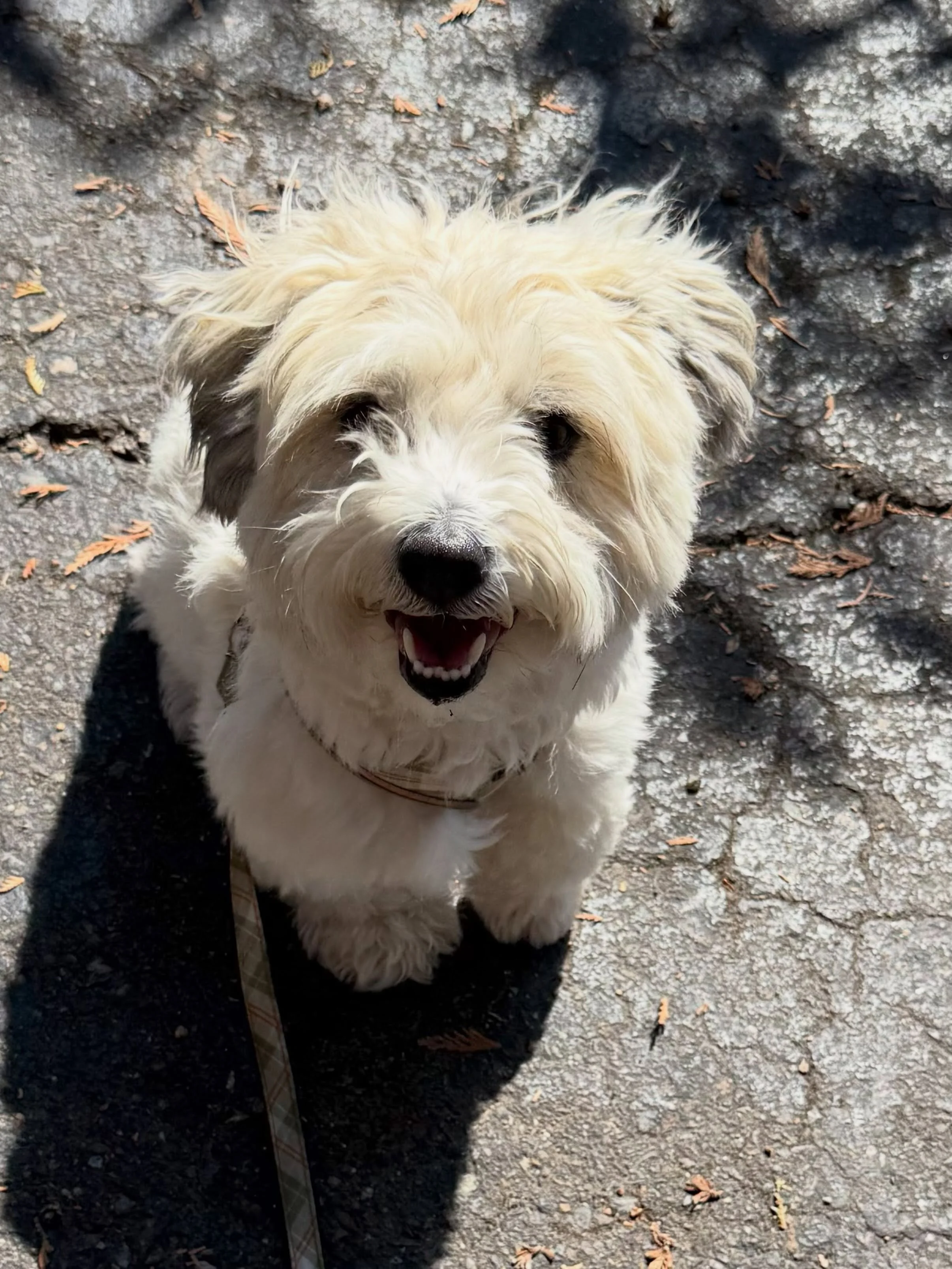 Here&rsquo;s Mateo! A 3.5 yr old Coton du Tulear who pulls constantly in leash, jumps excitedly, barks at other dogs and the mailman making walks unenjoyable. Educated owner on how to shift her communication and leadership skills to provide consisten