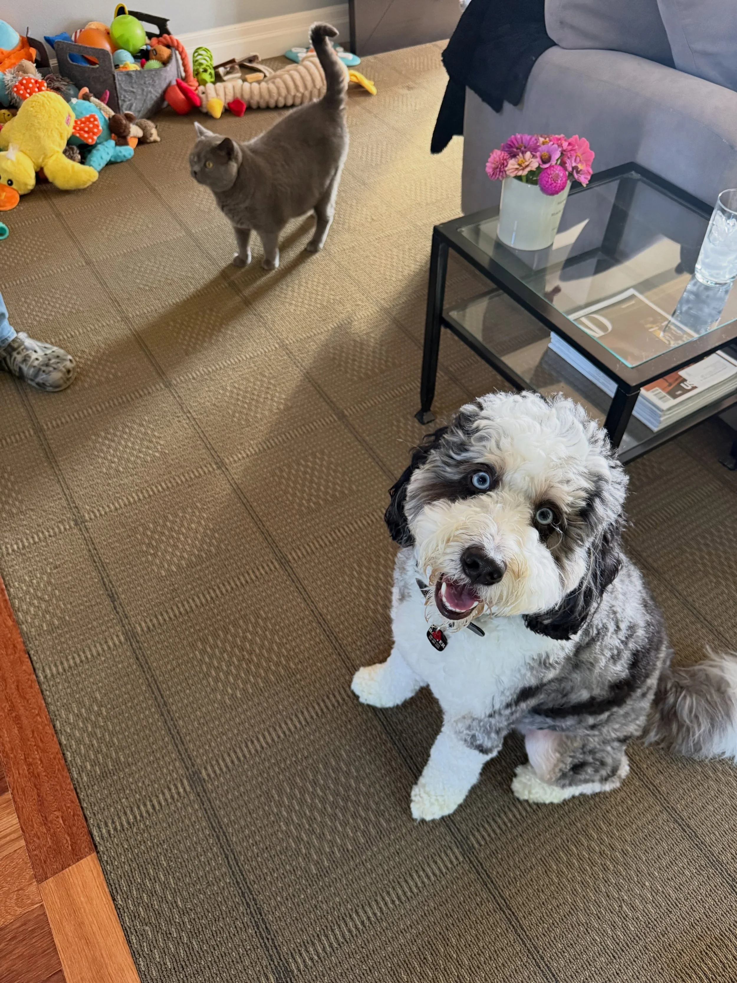 Here&rsquo;s Benson and Baxter (2+ yr old Bernadoodle)! Educated owners on how to teach Baxter effective boundaries, impulse control, delayed gratification and improved human/dog communication through intentional management and support. He has anxiet