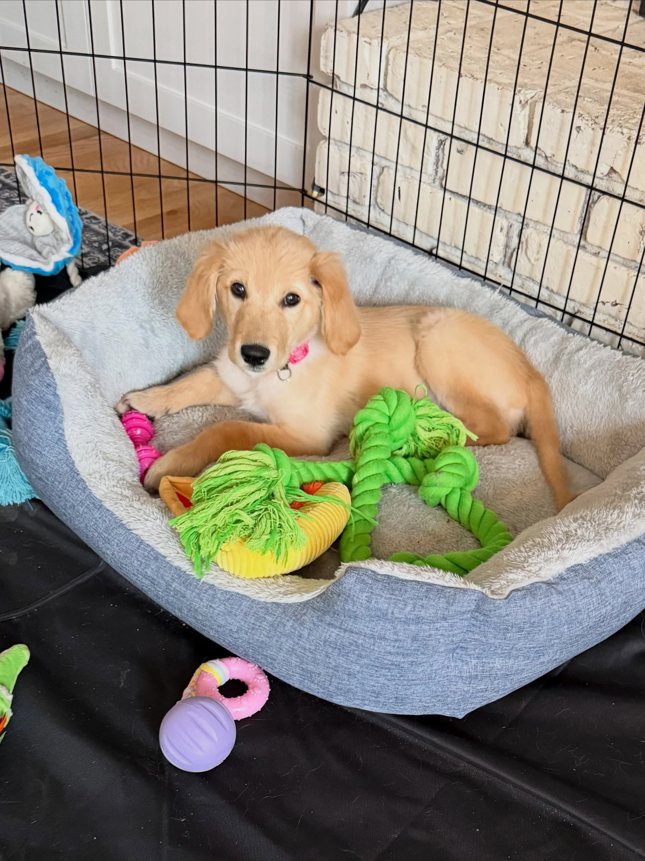 Here&rsquo;s Luma! A 13 wk old Golden Retriever who is learning basic skills for potty, pen and crate training. Educating owner and family about important routines, boundaries and rules to reduce access and unwanted behaviors. Creating a consistent s