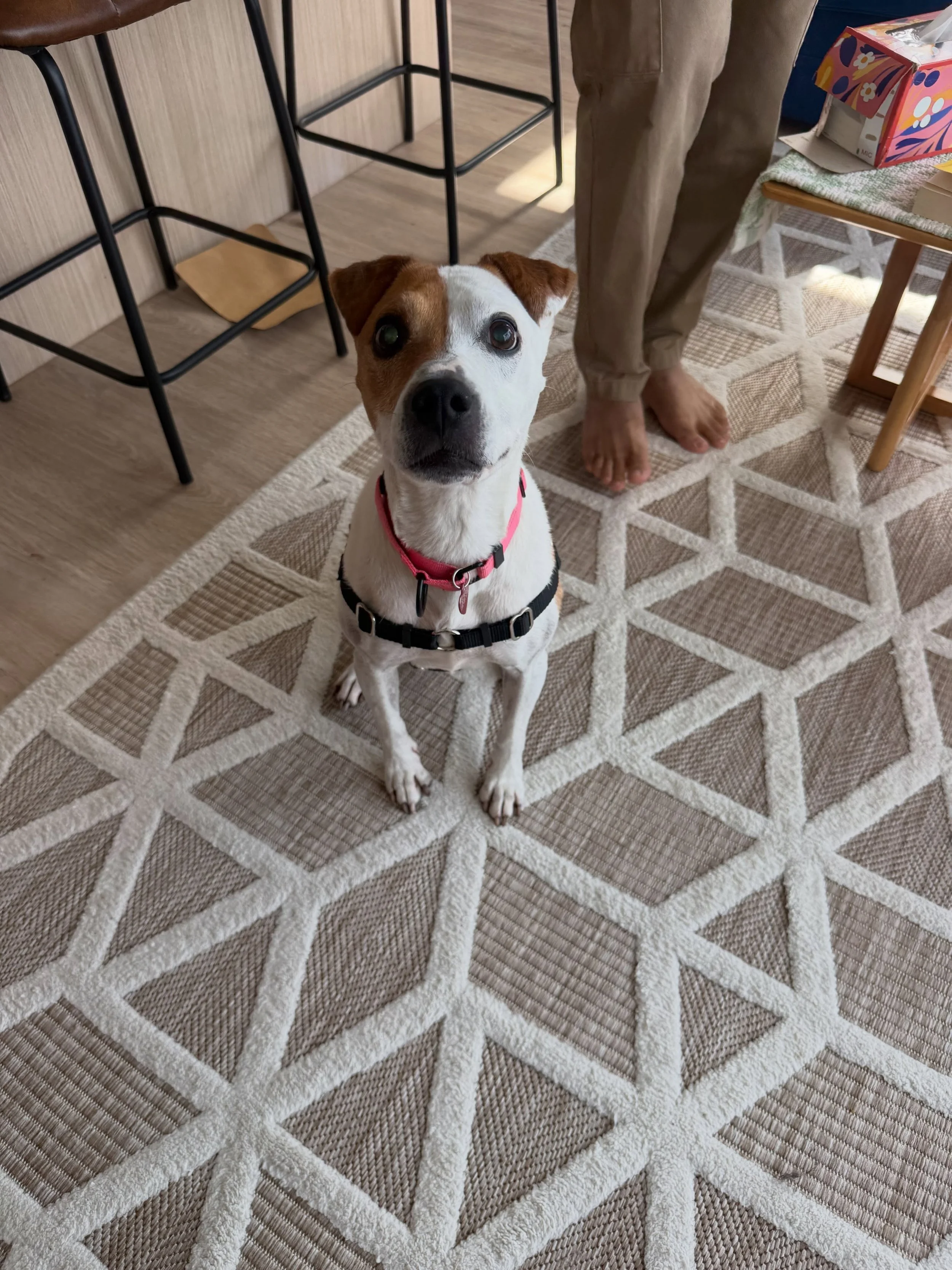 Here&rsquo;s Annie! An 11 yr old blind Jack Russell Terrier and Zoey the cat! These two along with Yuzu (another cat) are adapting to life together. Educating owners how to set clear boundaries, work towards integration and read appropriate body lang